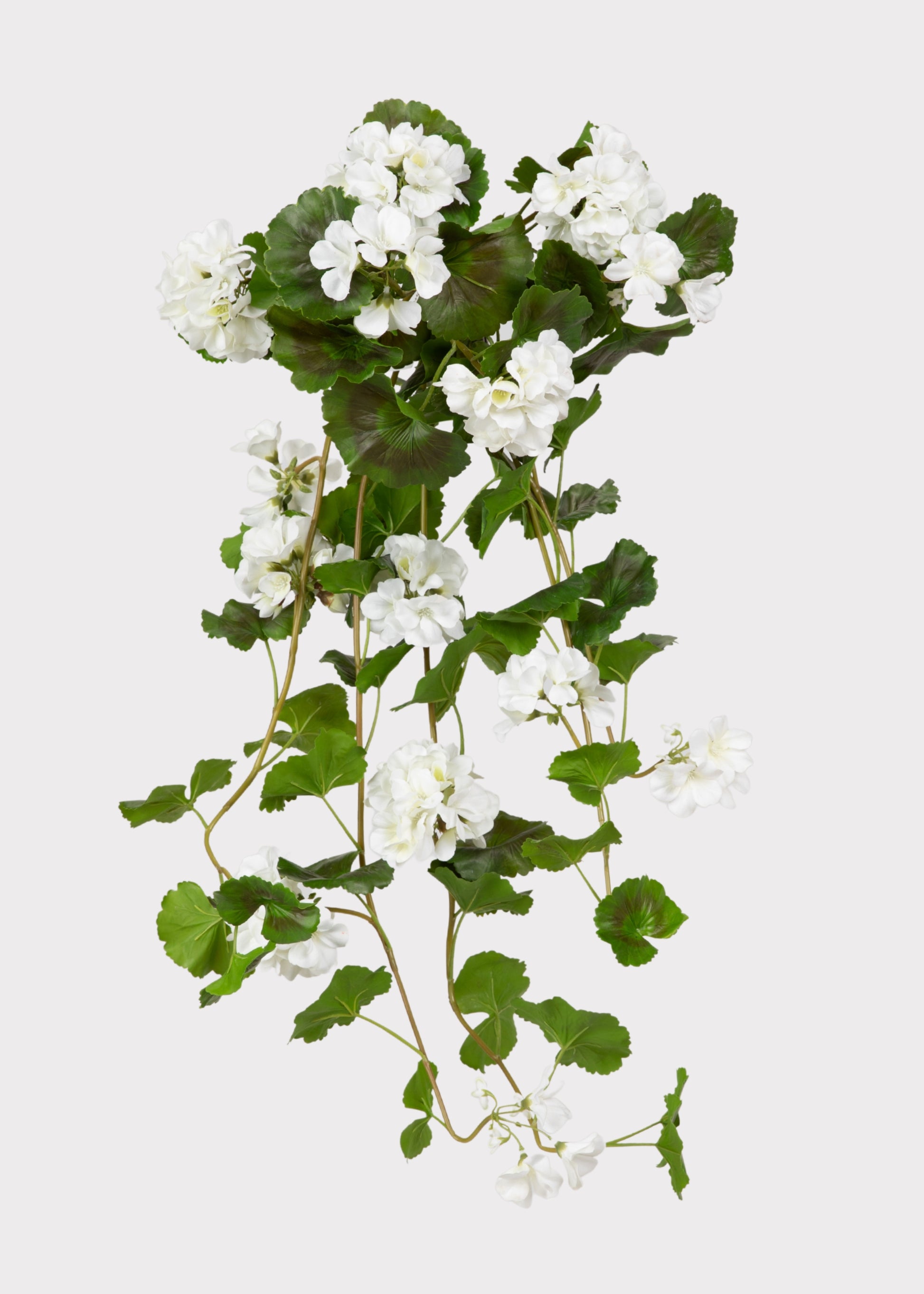 Natural Touch Geranium Hanging Bush