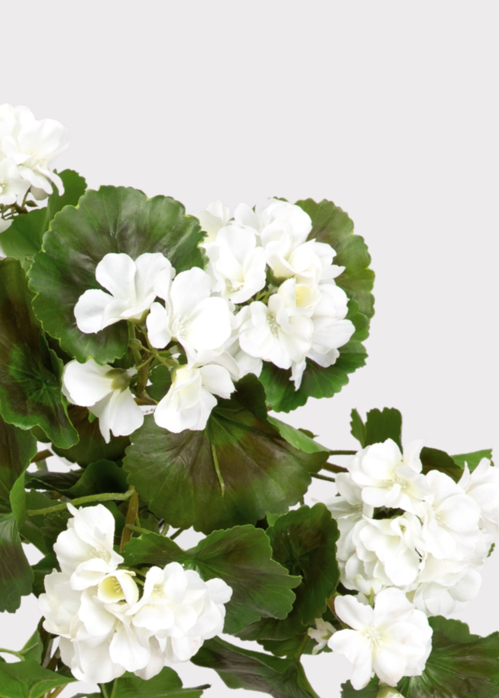 close-up of real touch outdoor geraniums