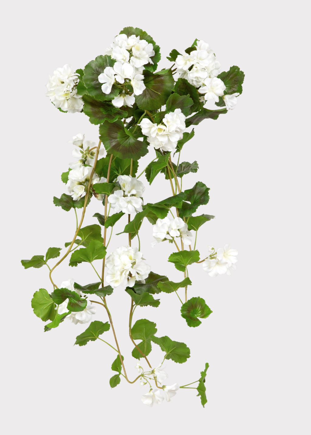 Natural Touch Geranium Hanging Bush