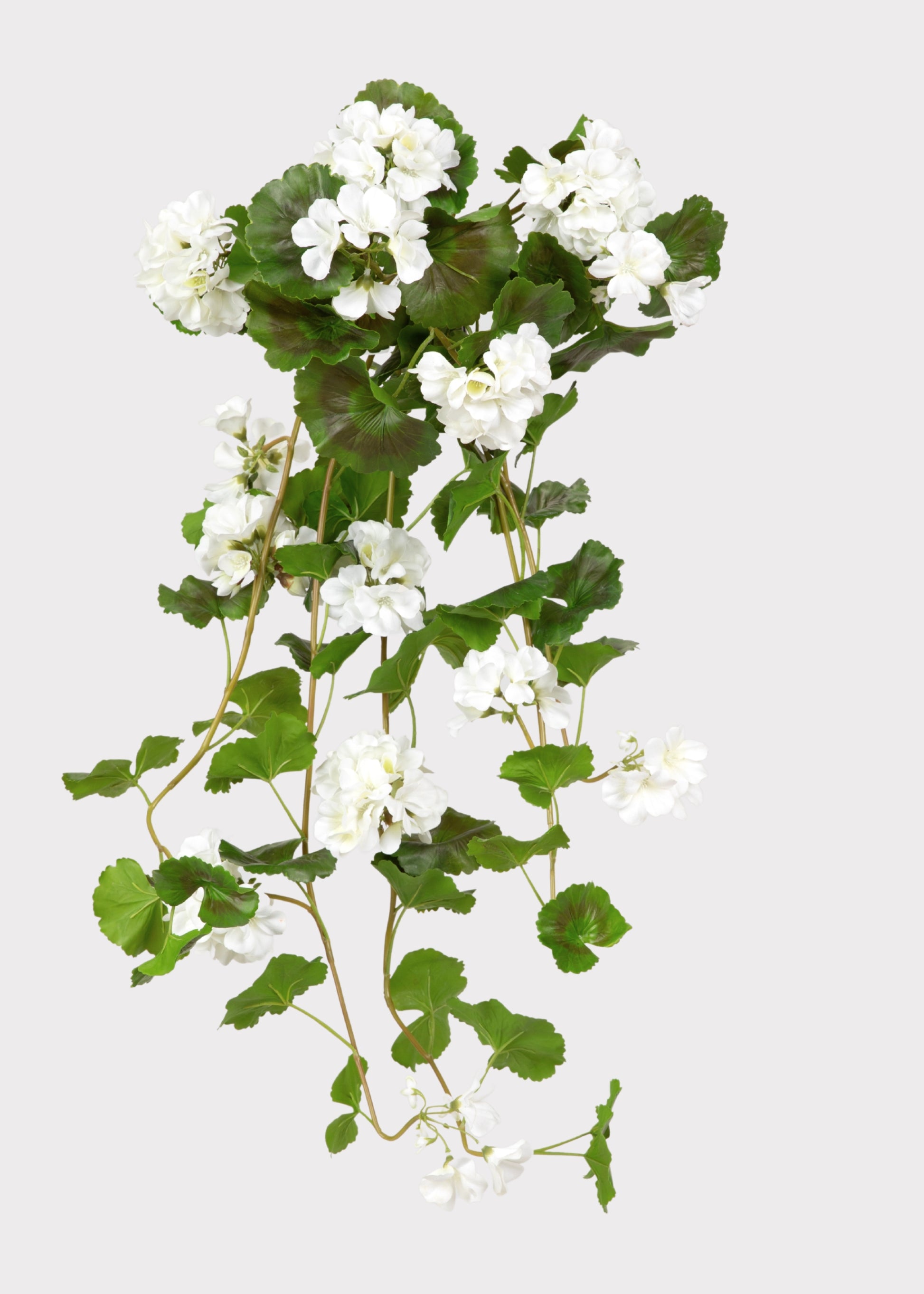 Natural Touch Geranium Hanging Bush