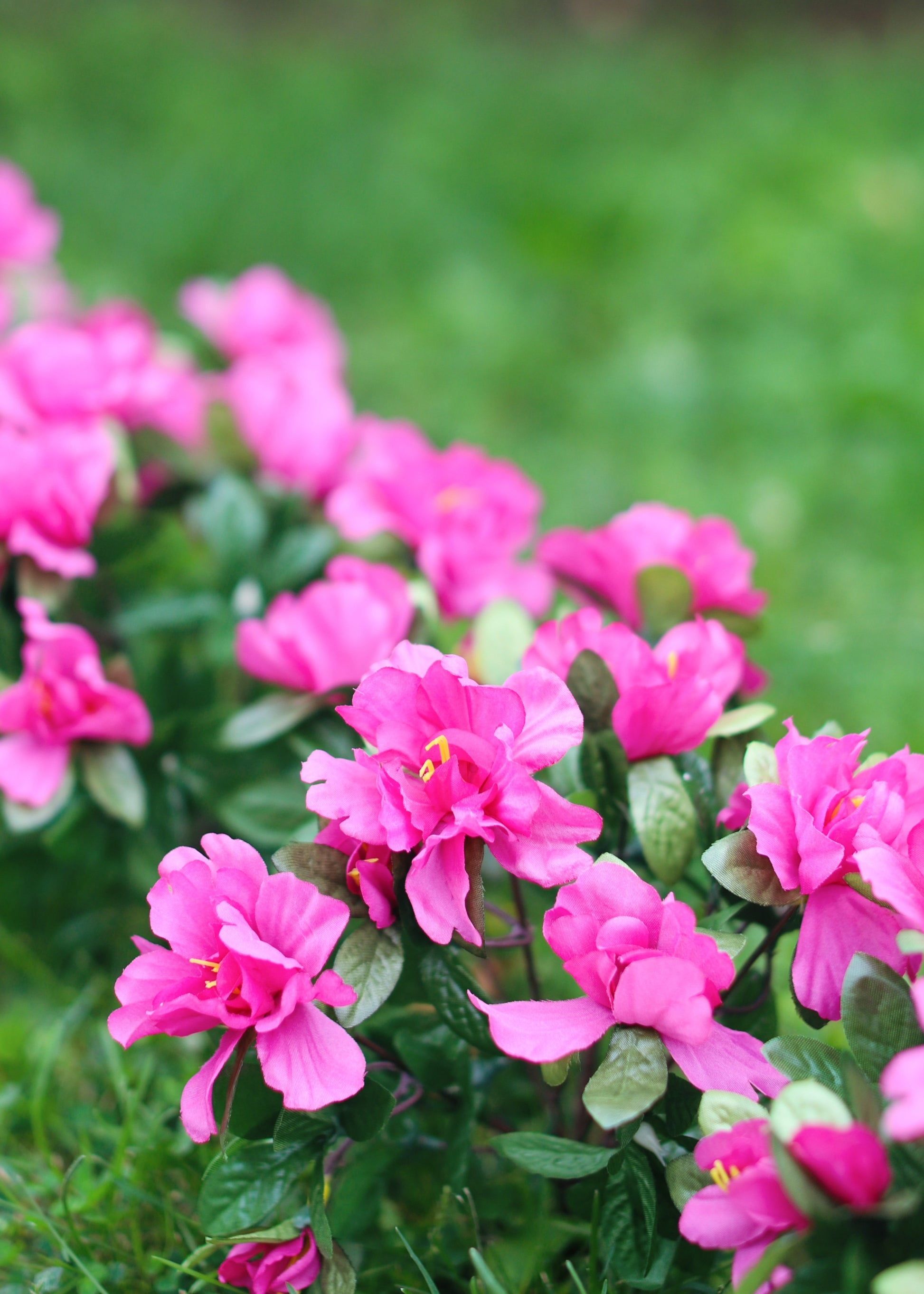 Faux Pink Azalea