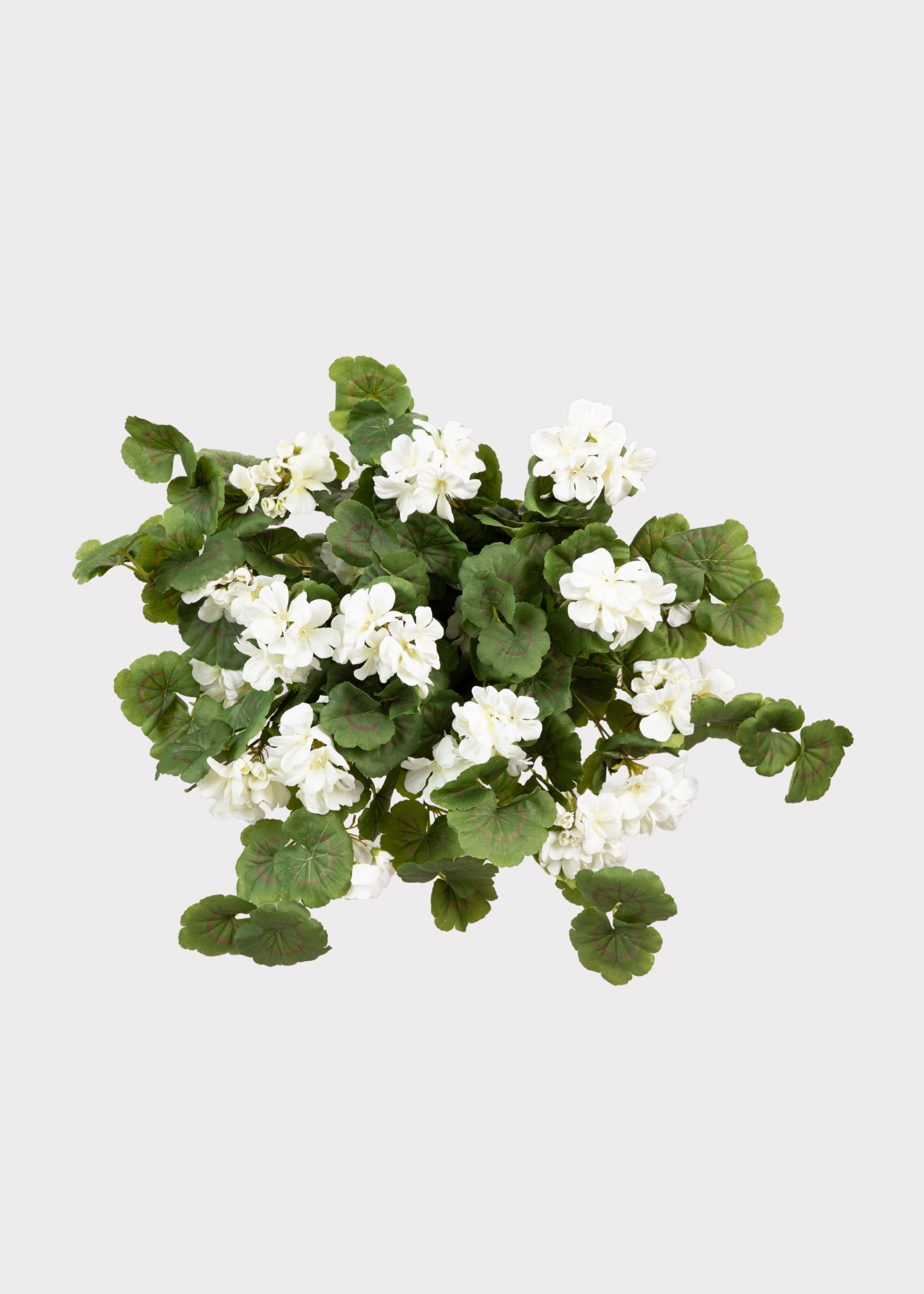white hanging plants 27" UV Hanging Geranium Plant