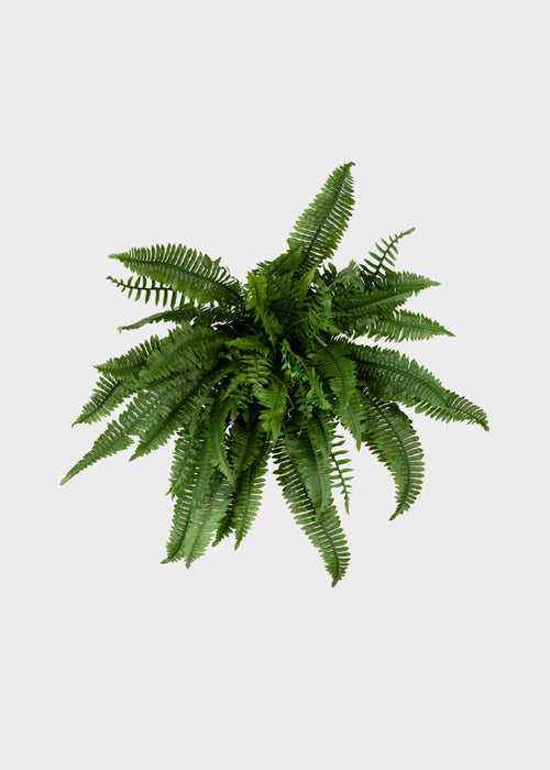 Faux Boston Fern