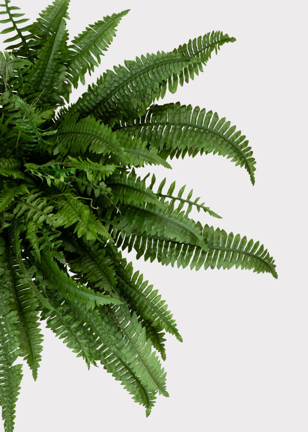 Close-up of the Faux Boston Fern Plant