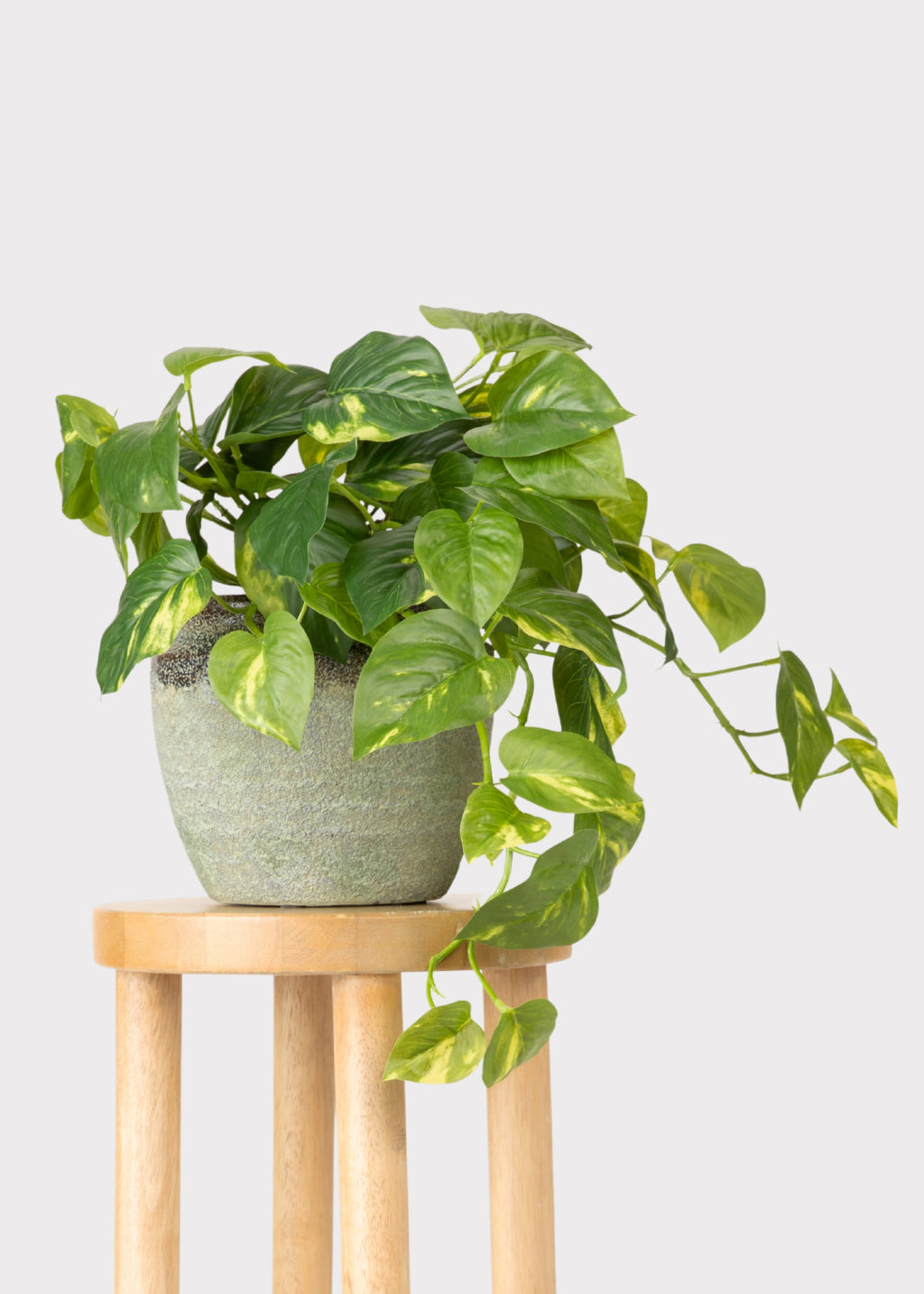 Faux Pothos in Pot