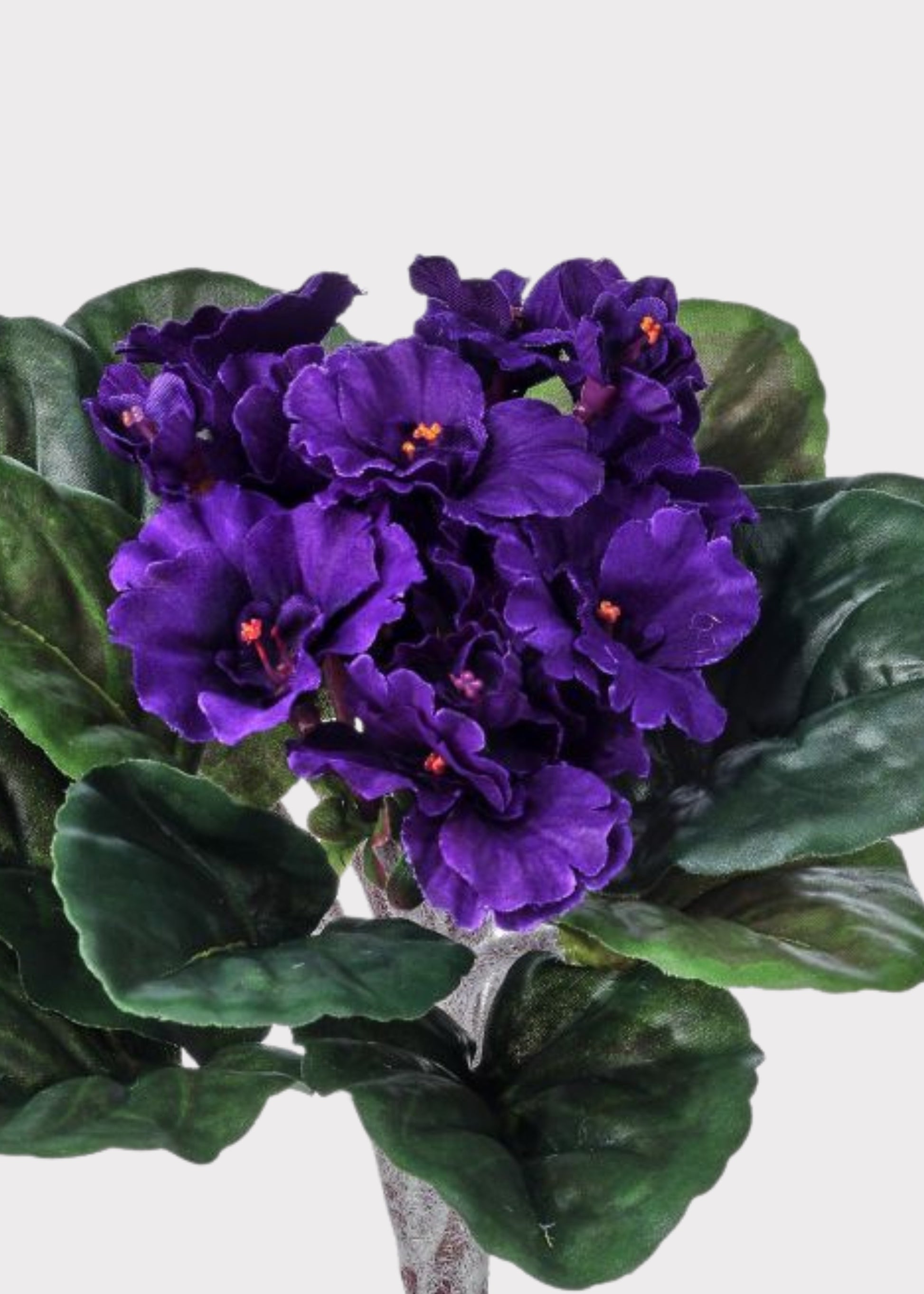 Close-up of a Small African Violet Fake Bush 