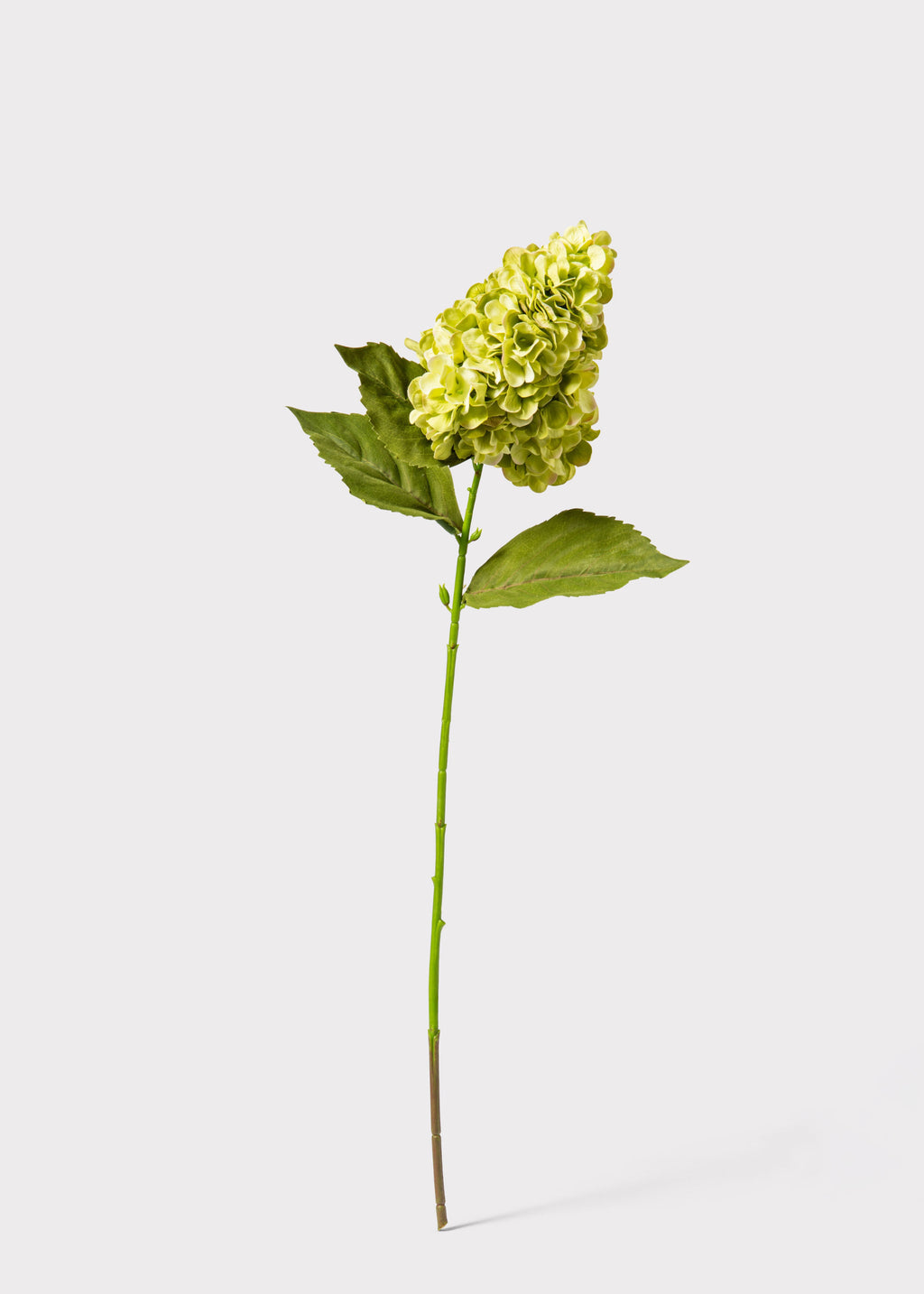 Green Cone Hydrangea 
