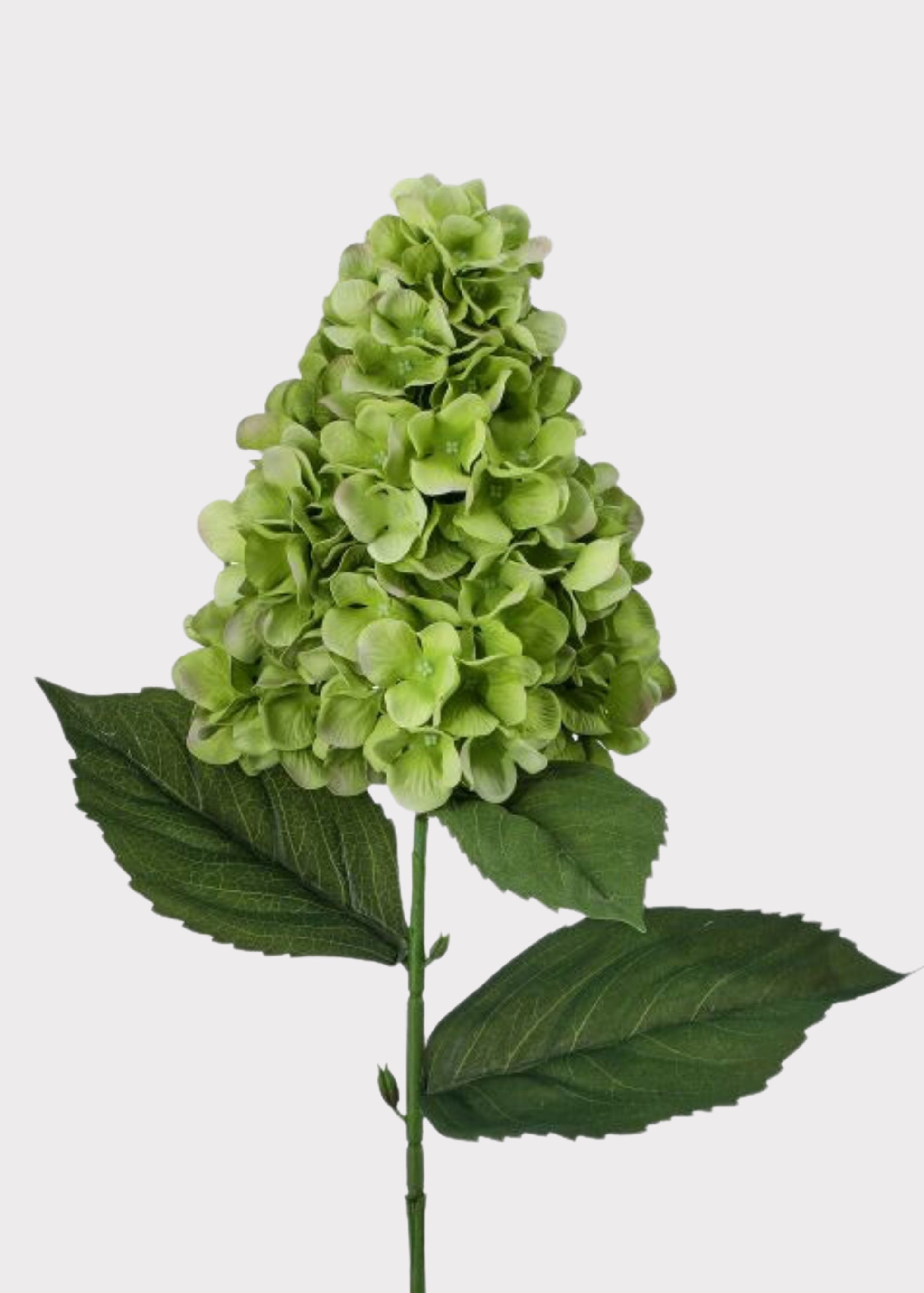 UV Treated Green Cone Hydrangea 
