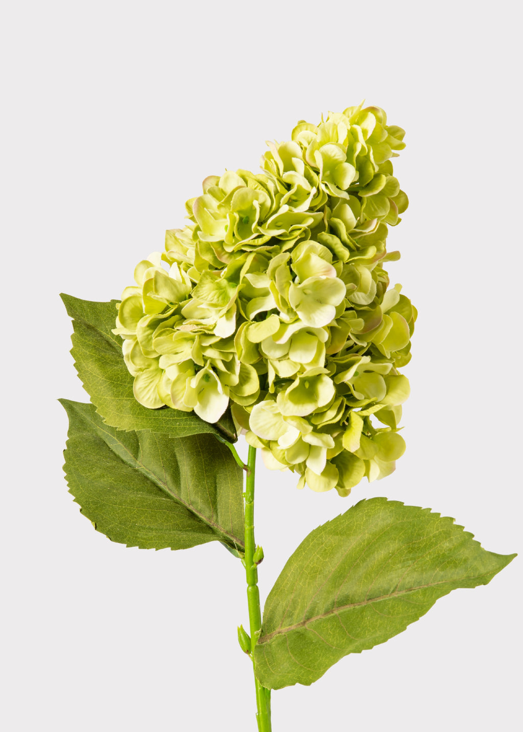 UV Treated Green Cone Hydrangea 