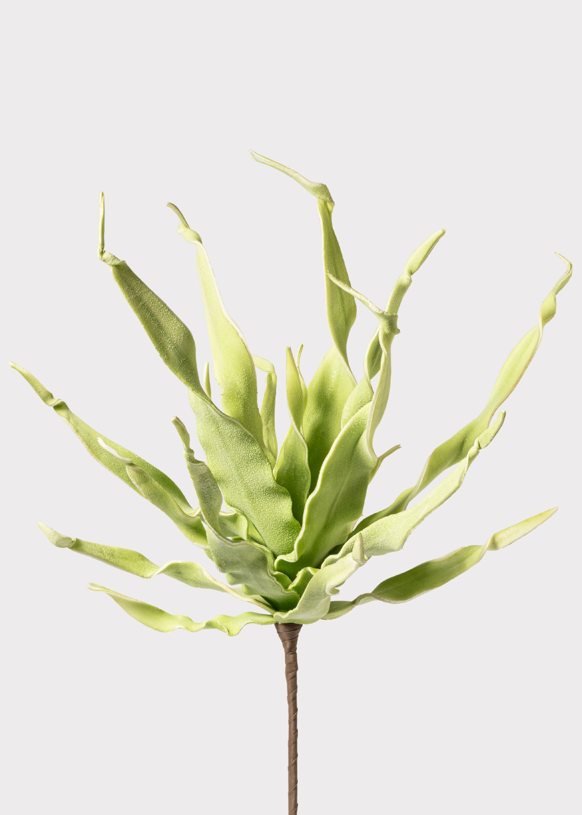 Fake Desert Succulent Spiral Dracaena Plant