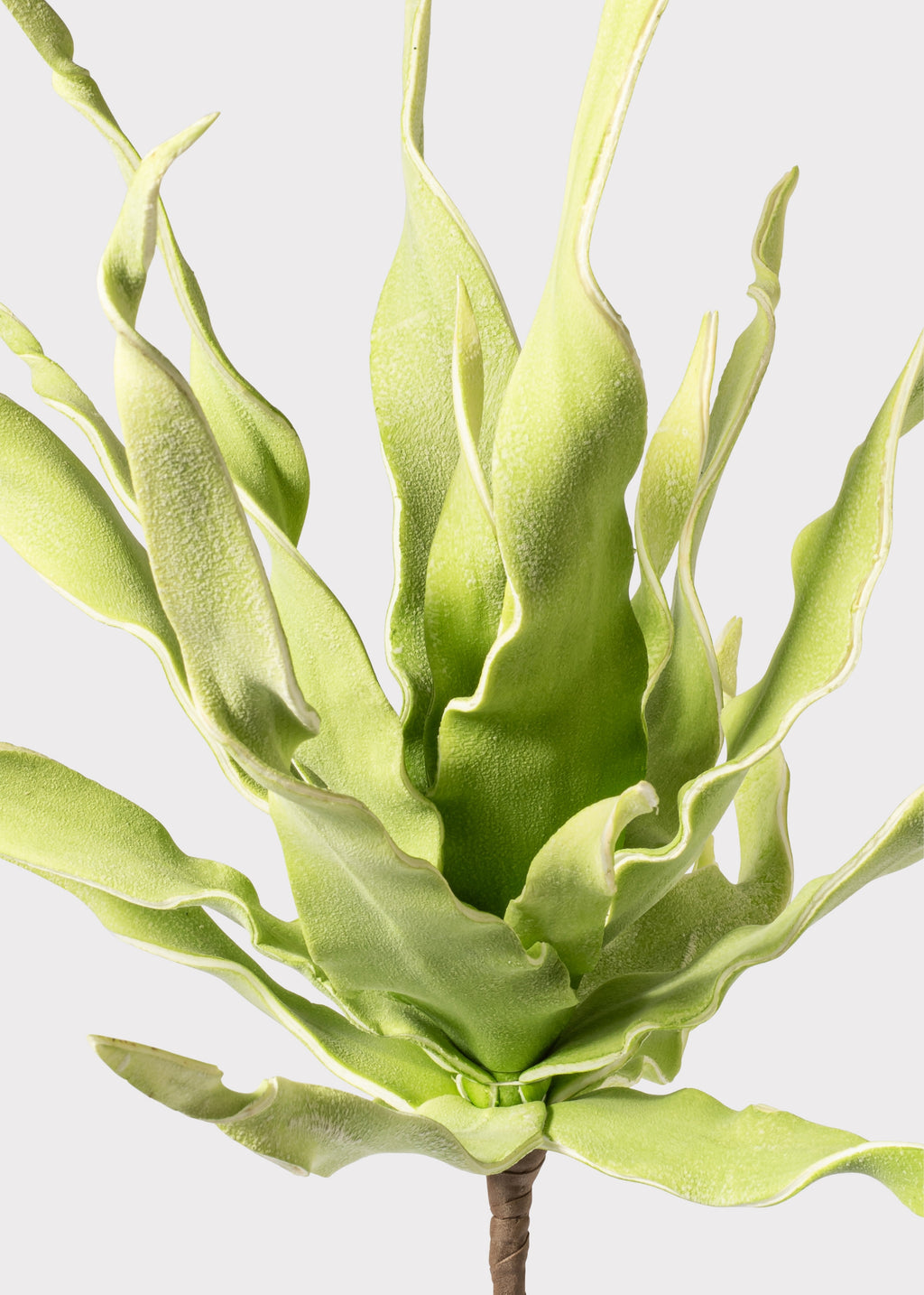 Close-up of a Fake Desert Succulent 
