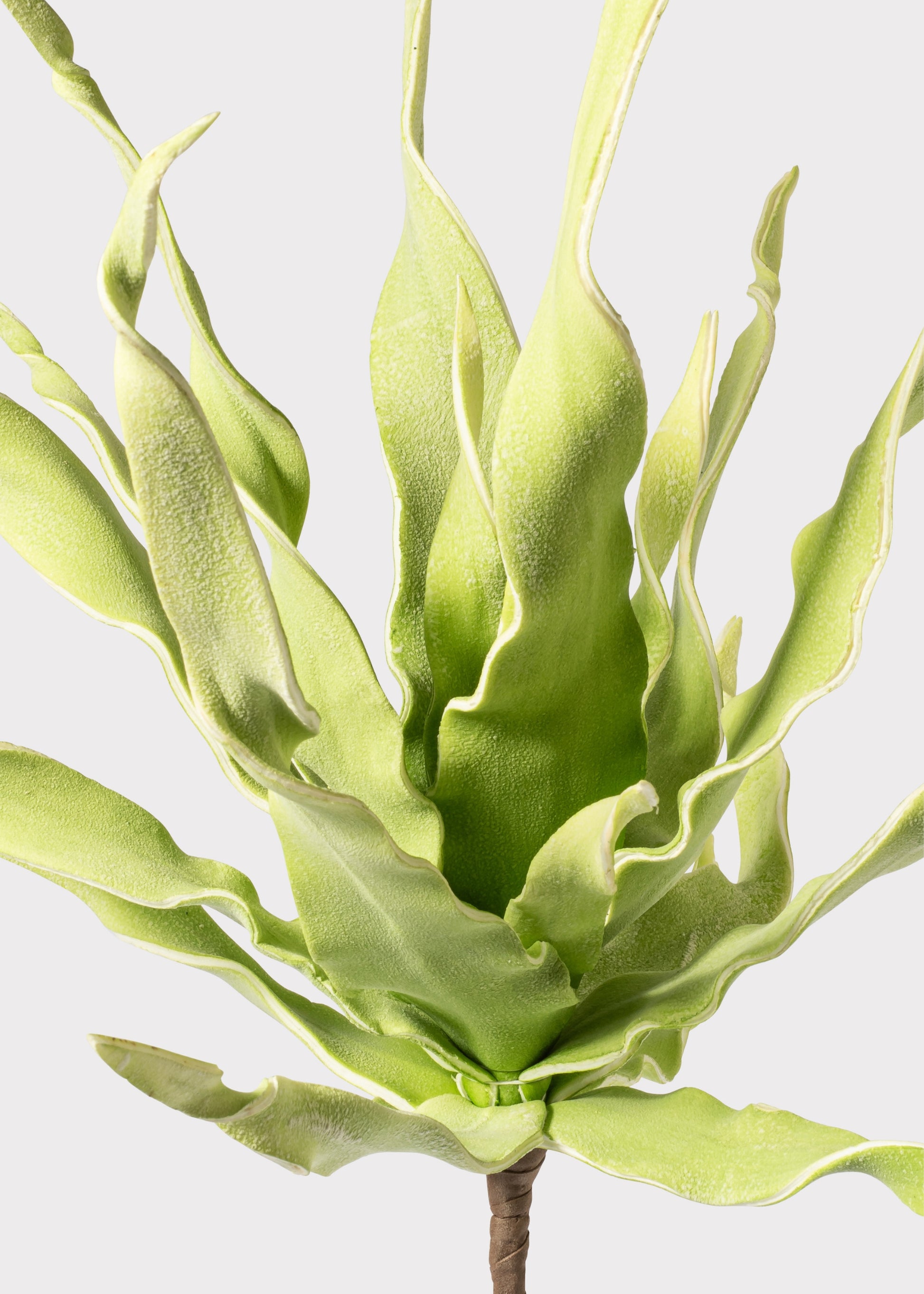 Close-up of a Fake Desert Succulent 