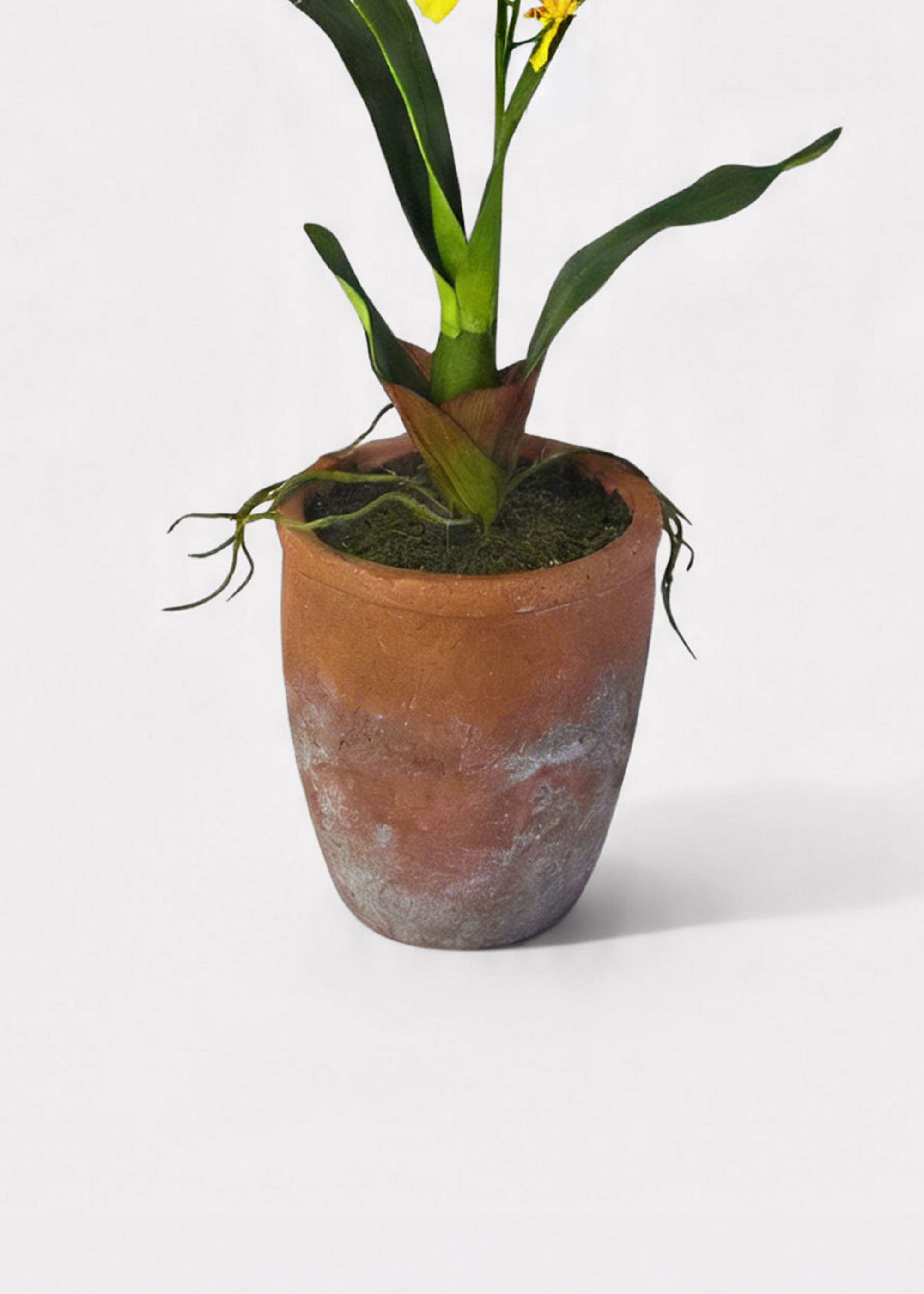 Yellow Natural Touch Oncidium Orchid Plant in Clay Pot - 29