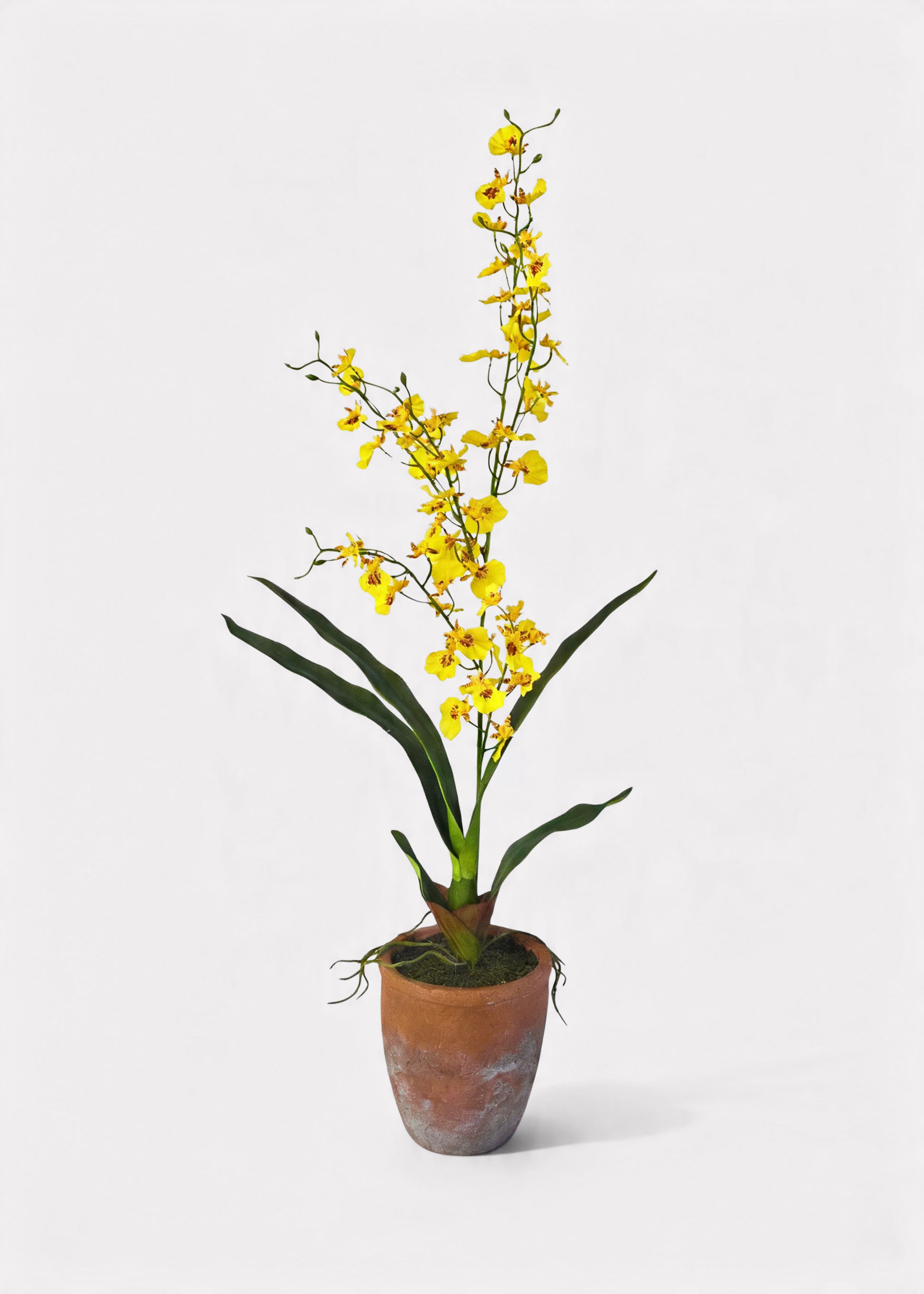 Yellow orchid plant in a pot 