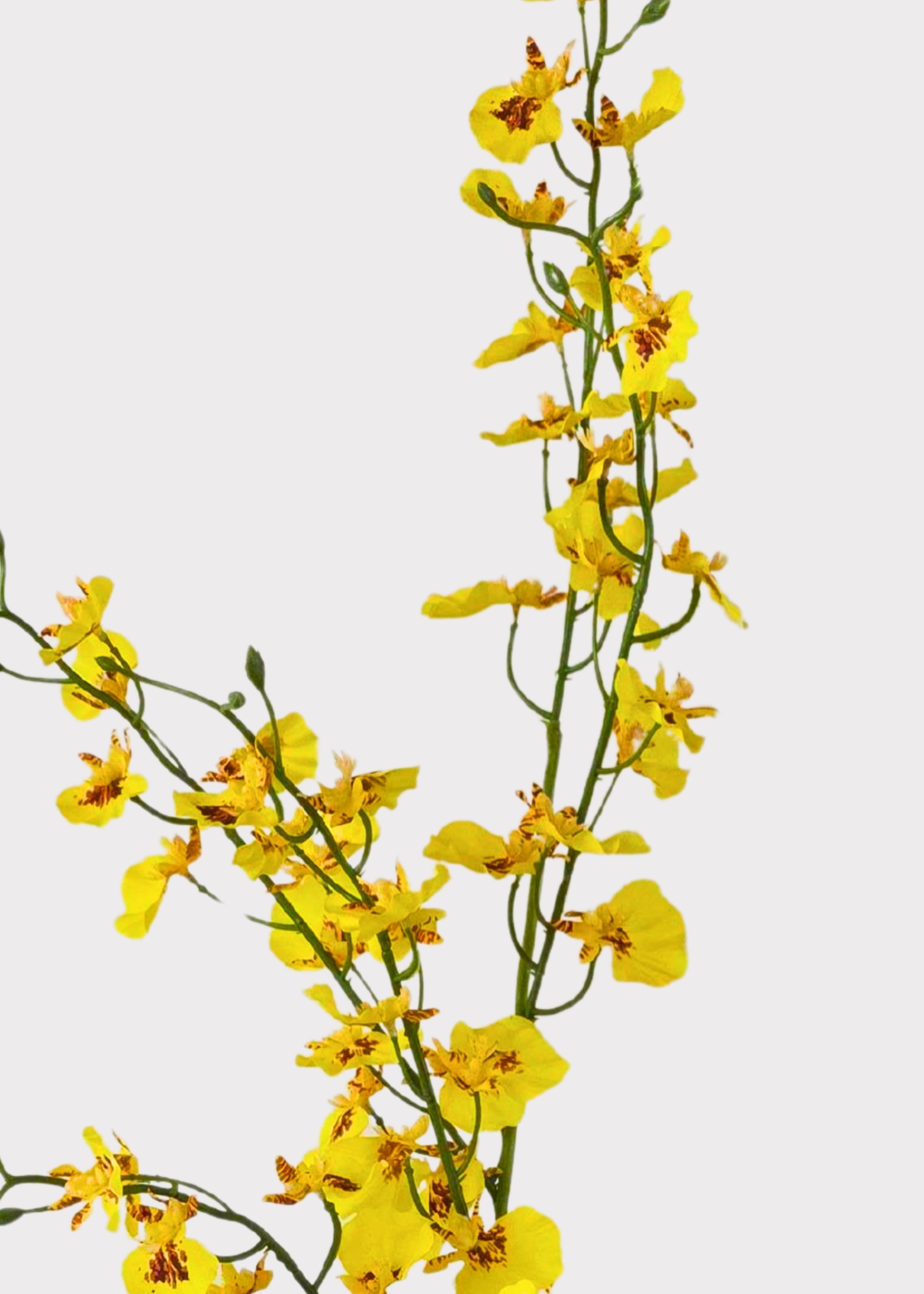 Yellow Natural Touch Oncidium Orchid Plant in Clay Pot - 29