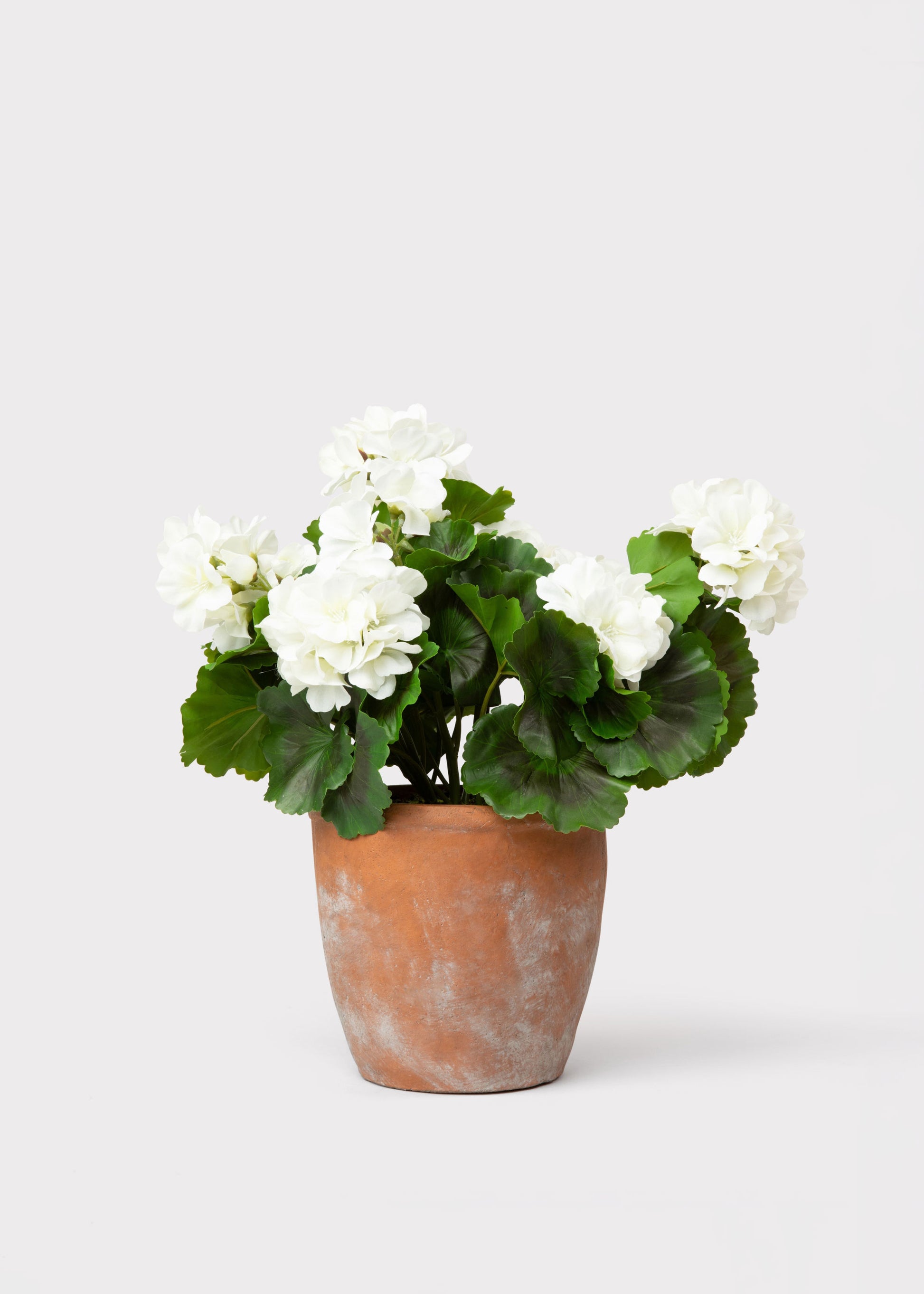 Fake White Geranium Plant in Clay Pot