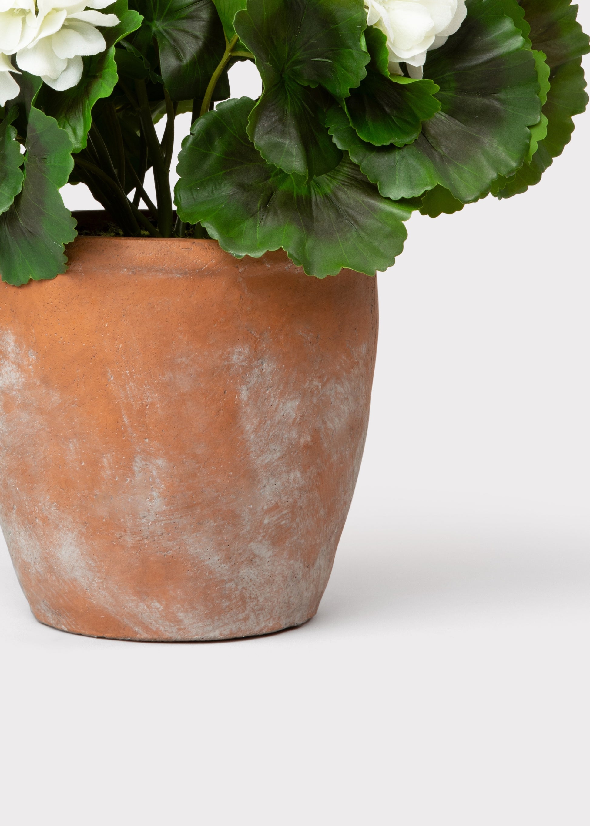 Close-up of Fake White Geranium Plant Clay Pot