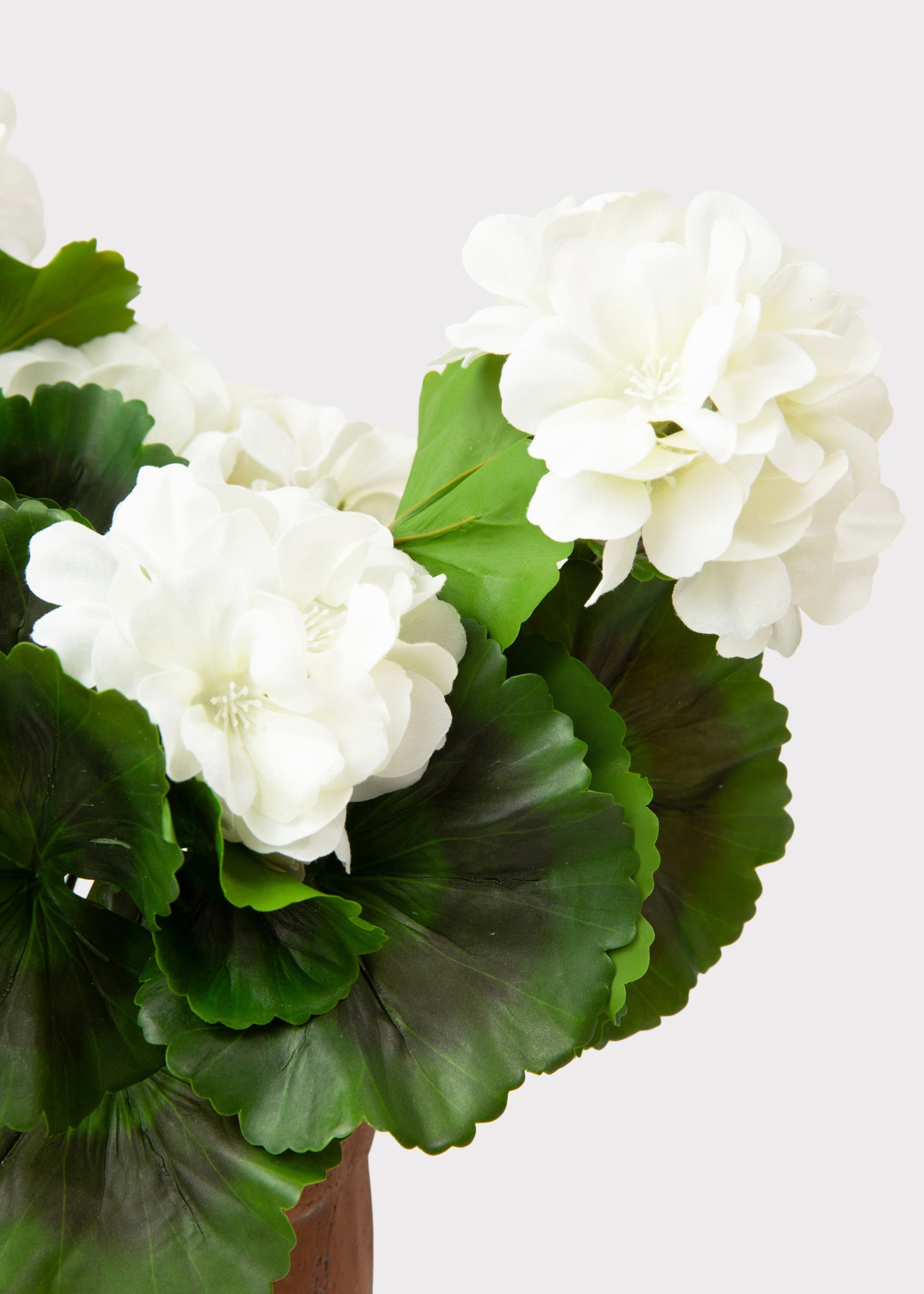 Close-up of UV Treated Geranium