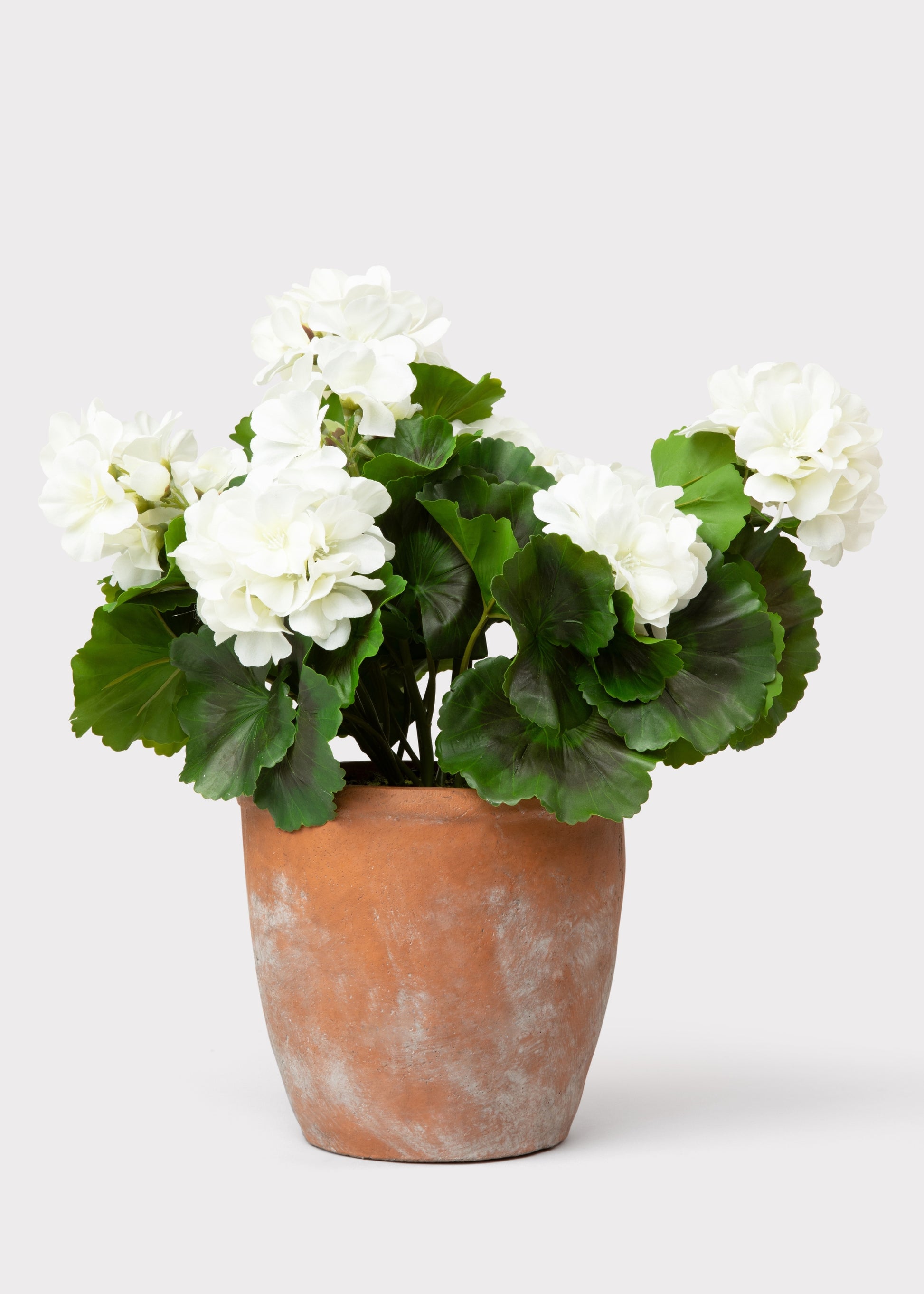 Fake White Geranium Plant in Clay Pot