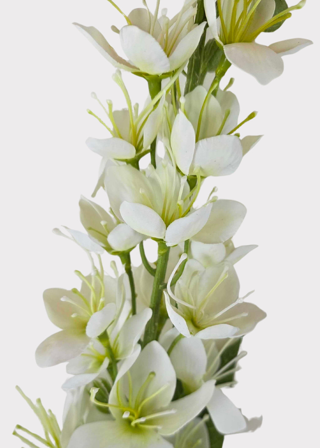 Close-up of a White Honey Blossom 