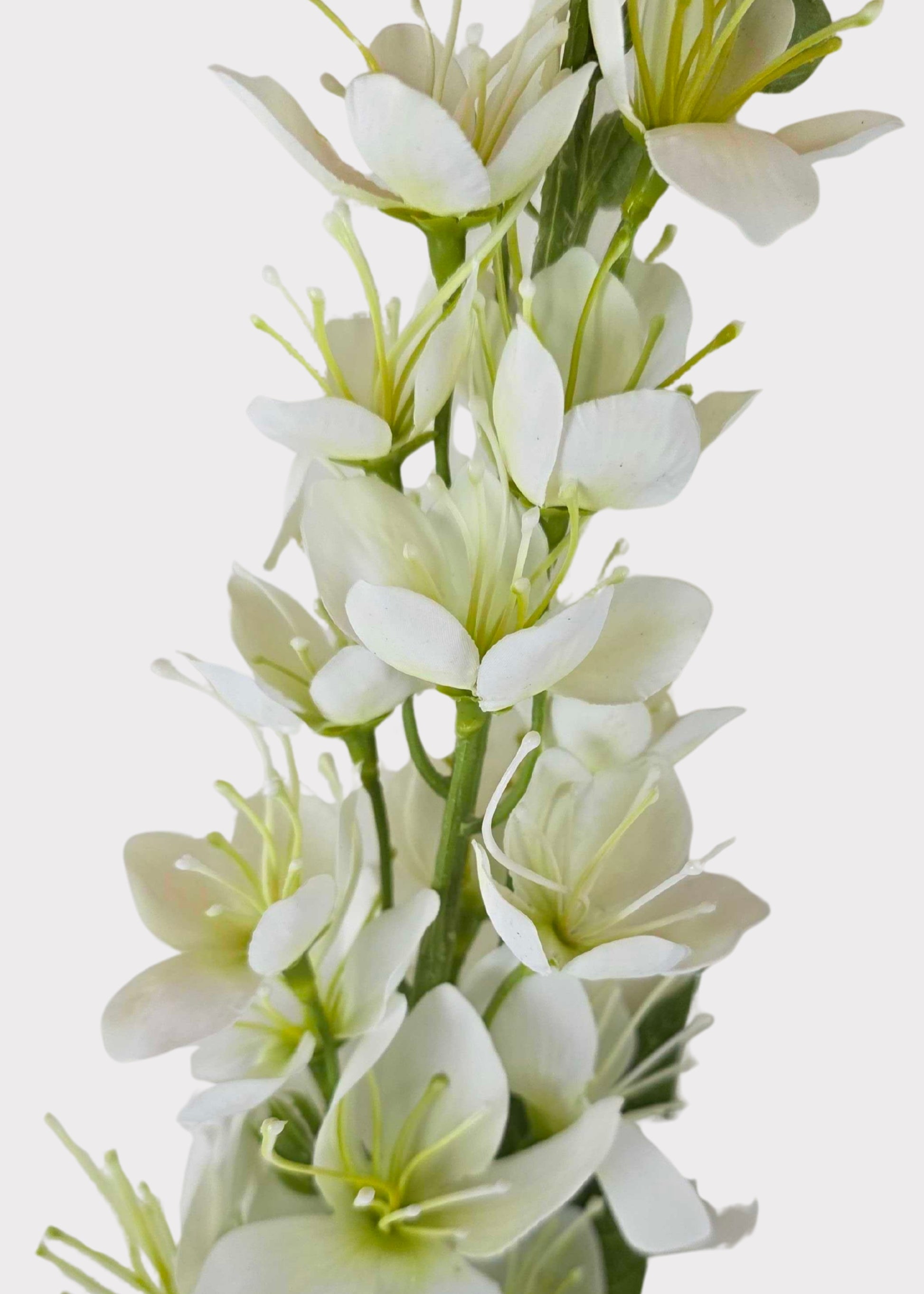 Close-up of a White Honey Blossom 