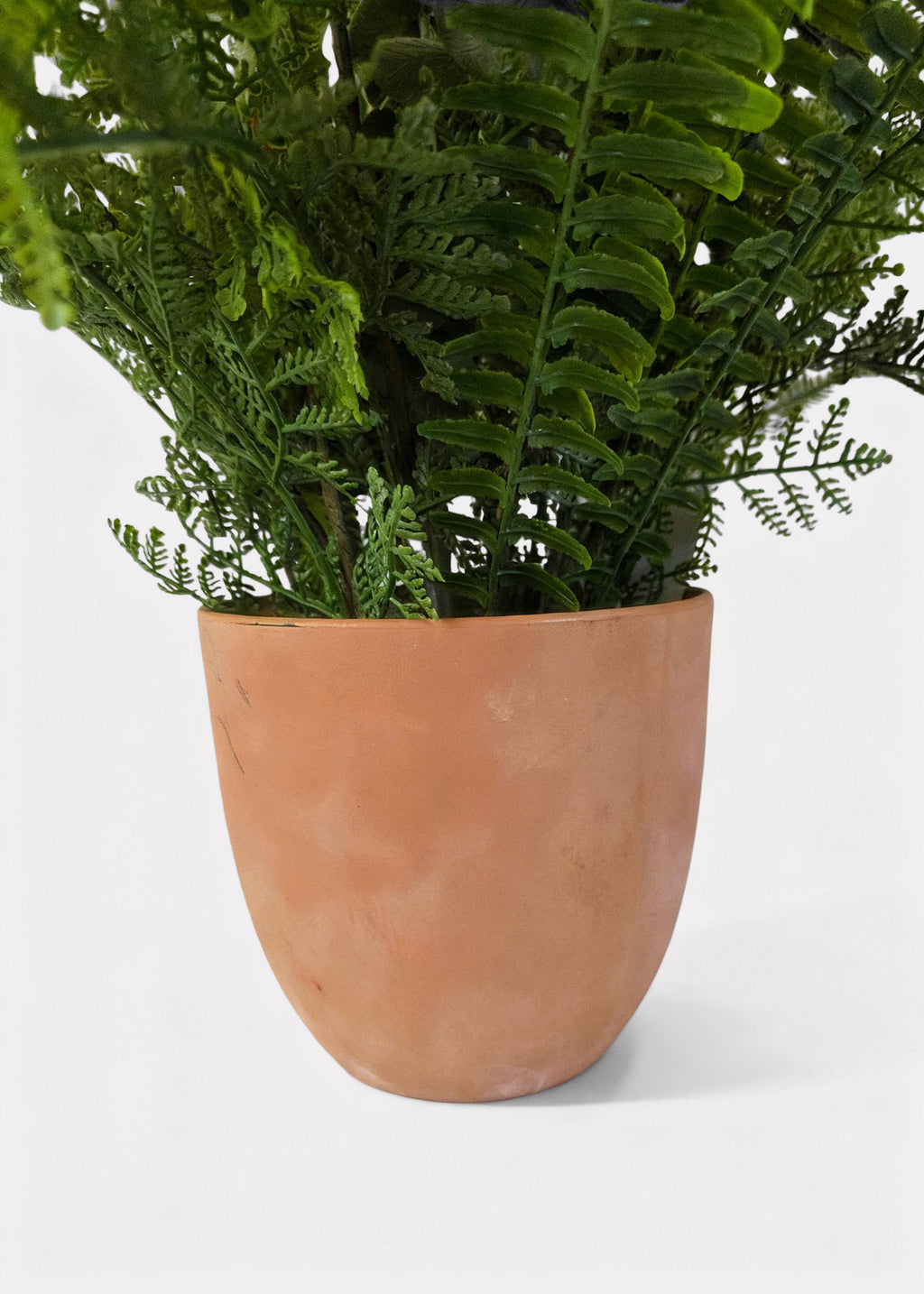 Close-up of fern and eucalyptus potted plant