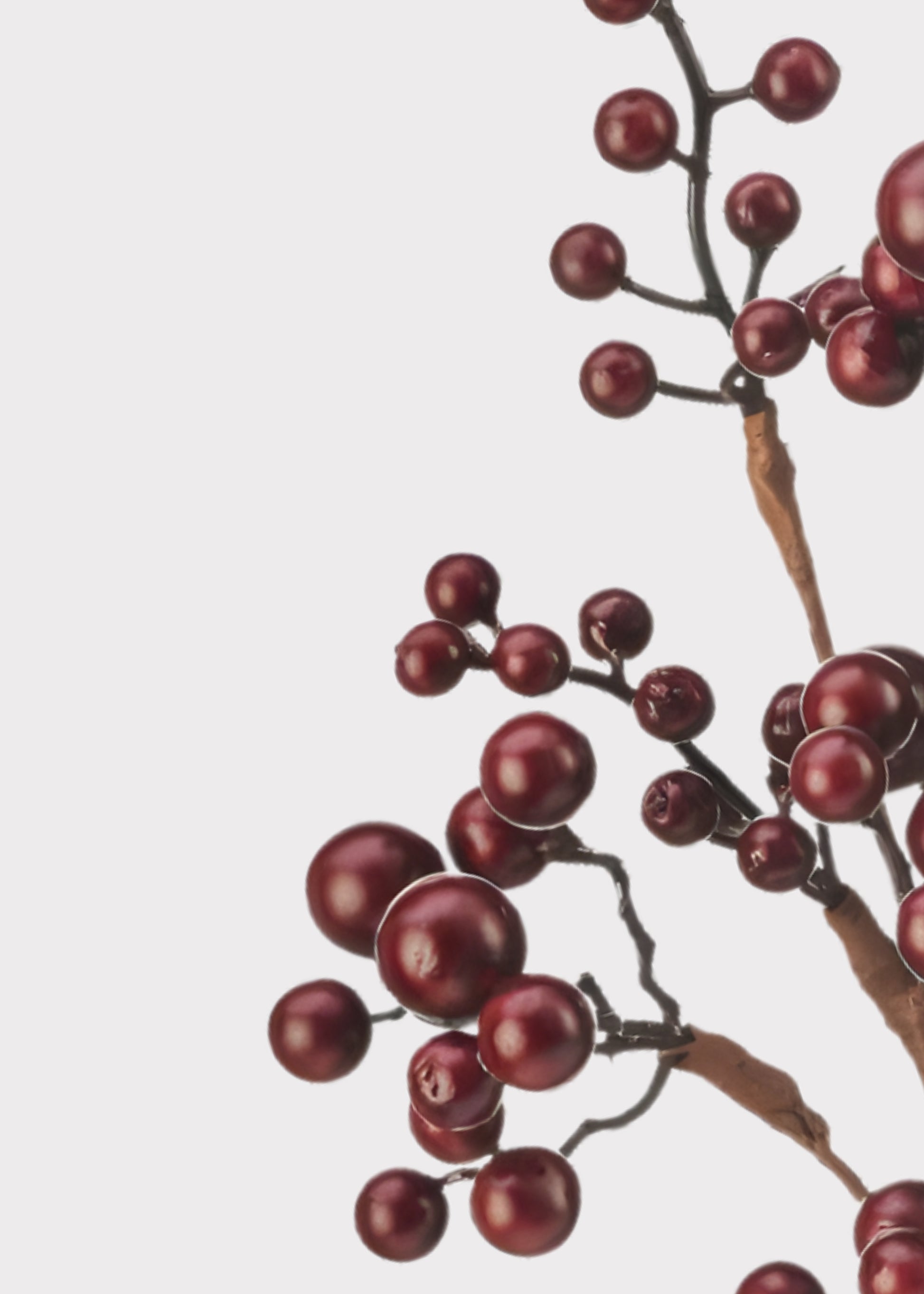 Close-up of Berry Pick in Burgundy
