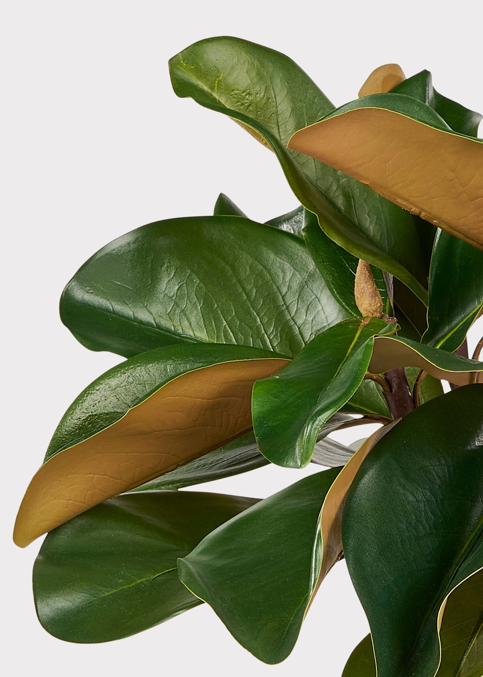 Close-up of artificial magnolia leaves