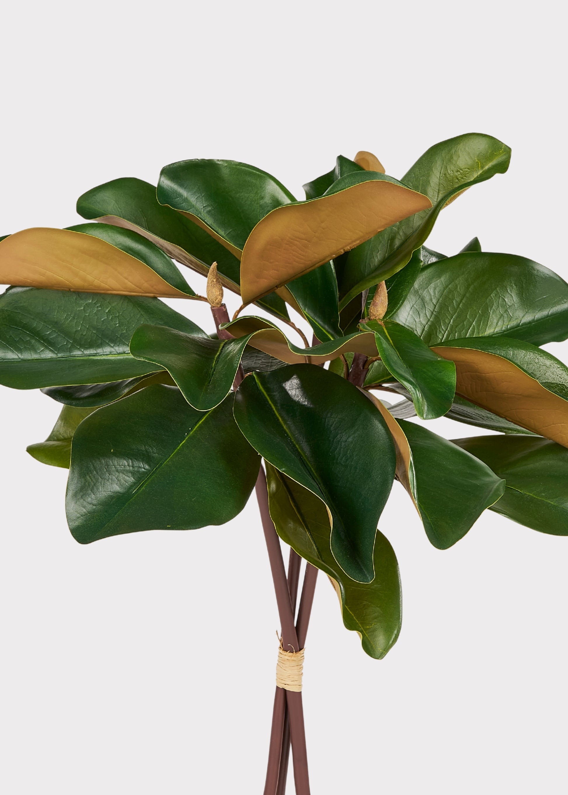 Bundle of three magnolia leaves