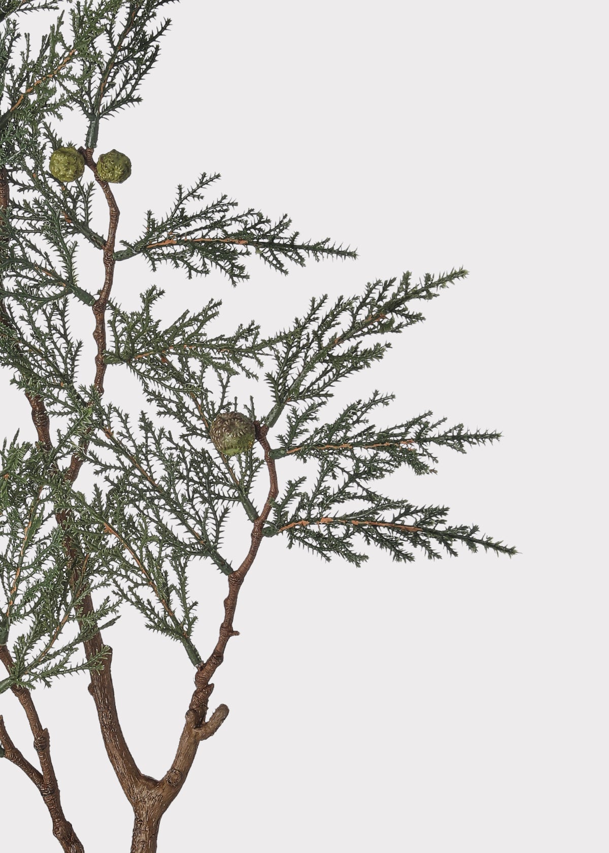 Close-up of a cedar branch with green berries 