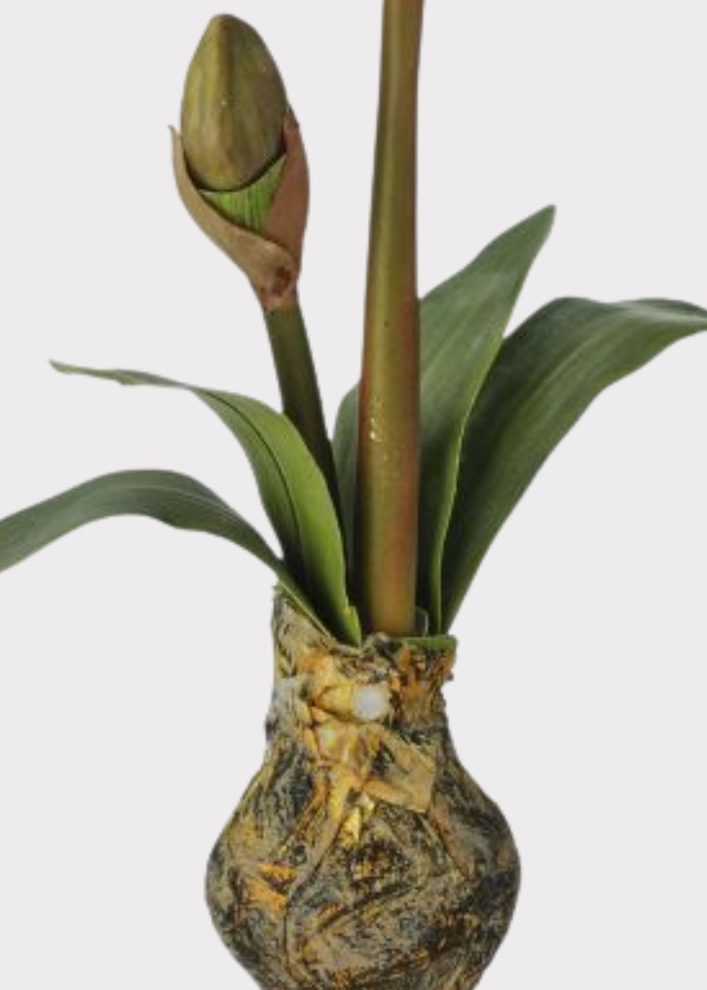 Drop in bulb of Amaryllis flower