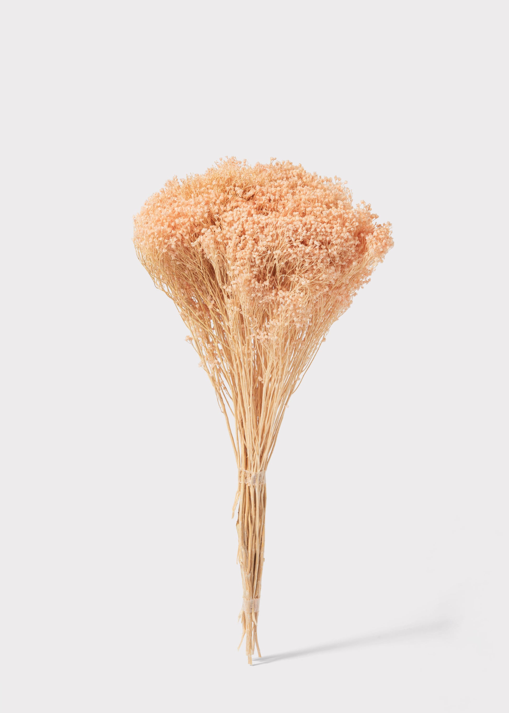 Dried Flowers Gypsophila Bundle in Peach Pink
