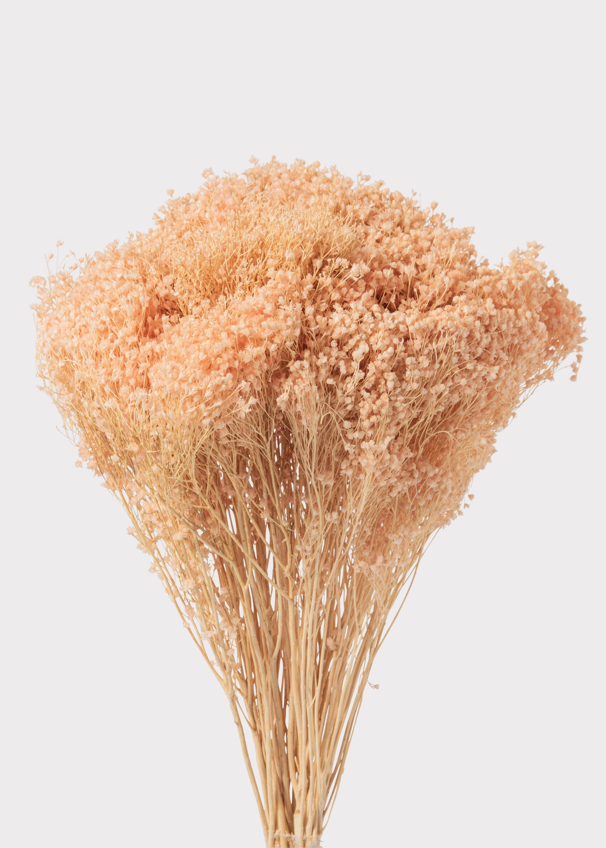 Close-up of a Dried Flowers Gypsophila Bundle in Peach Pink