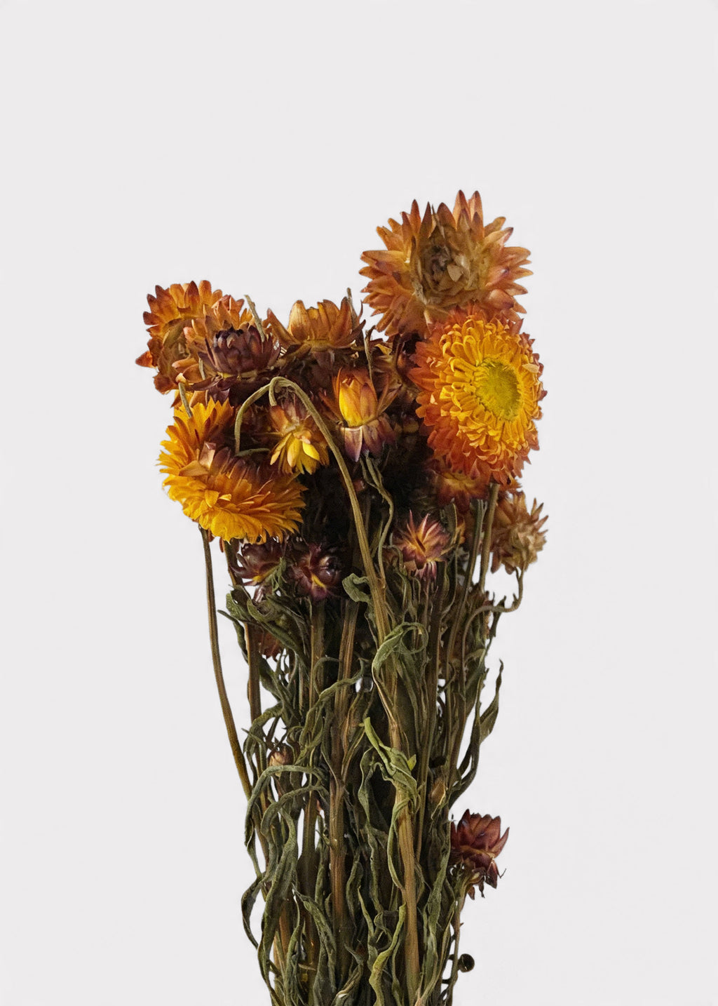 Orange Dried Helichrysum Everlasting Daisy Flower Bunch