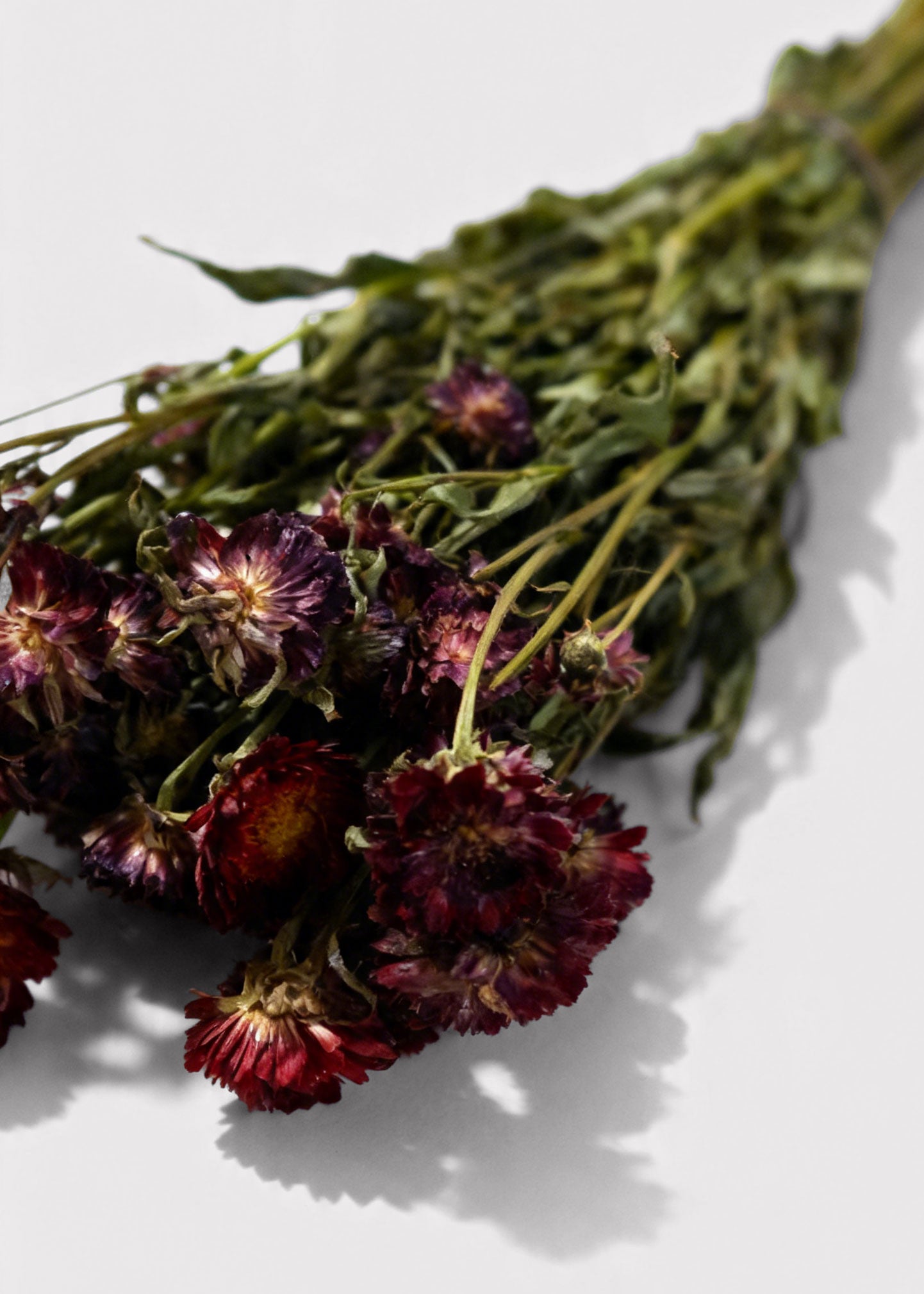 Bouquet of dried Everlastings 