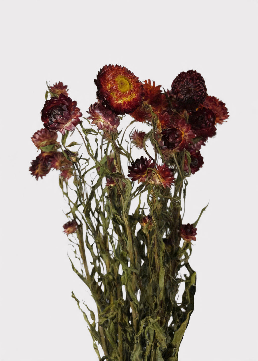 Dried Helichrysum Everlasting Daisy Flower Bunch in Red