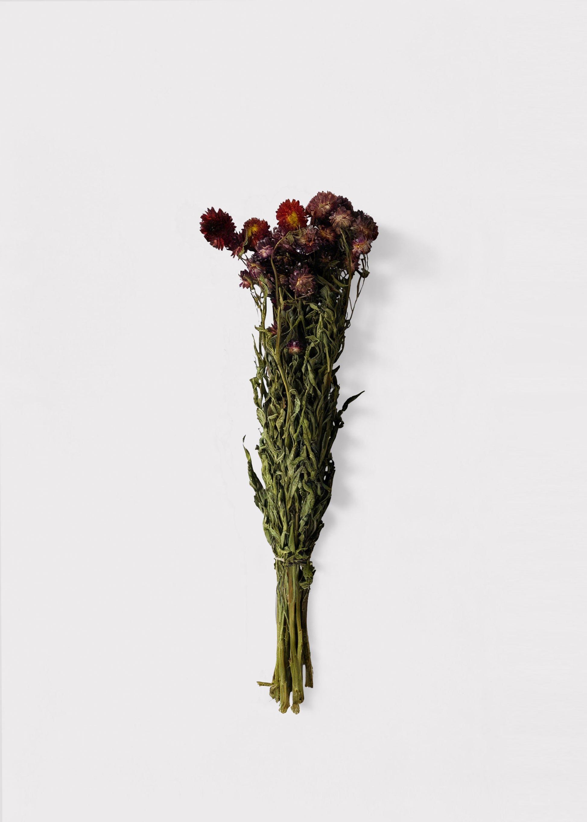 Red Dried Helichrysum Everlasting Daisies