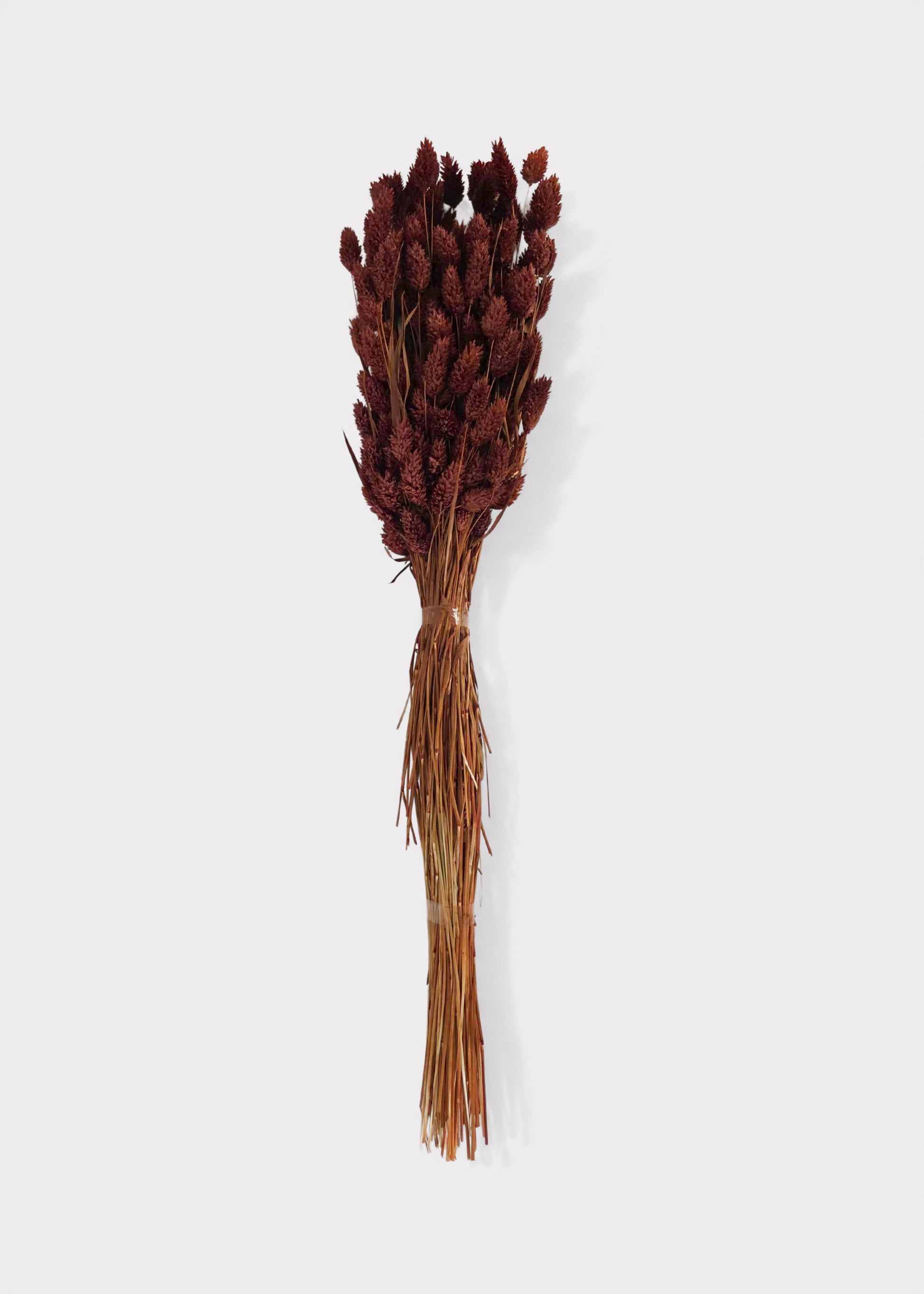 Bundle of Dried Phalaris in Burnt Brown 