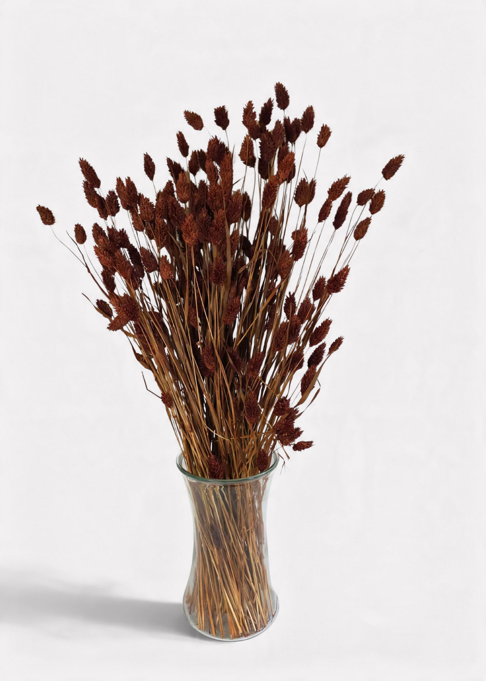 Brown Dried Phalaris Grass in a Vase