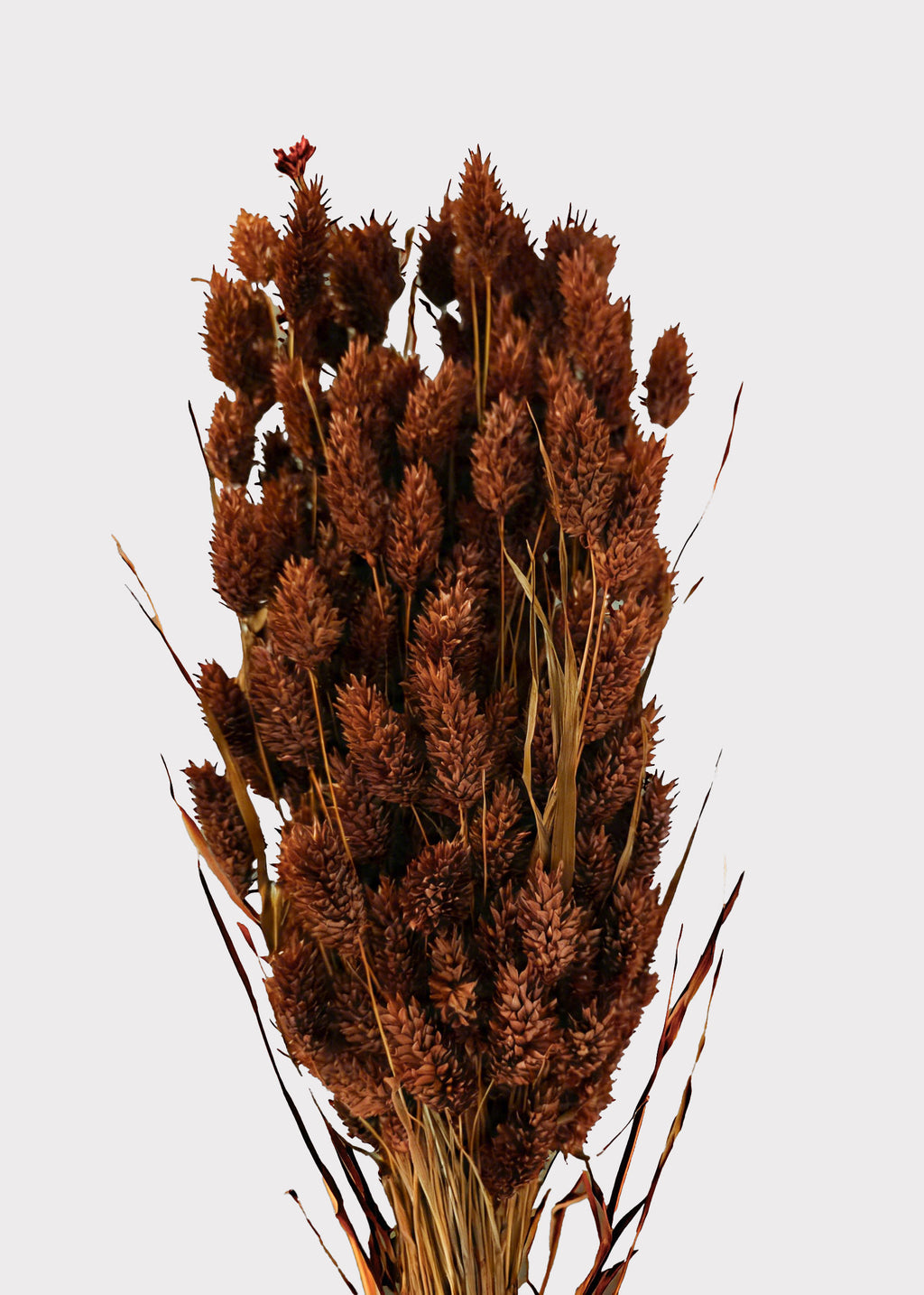 Dried Phalaris Grass Bunch in Burnt Brown 