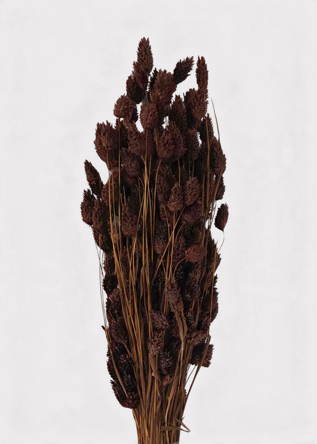 Dried Phalaris Grass Bunch in Chocolate Brown