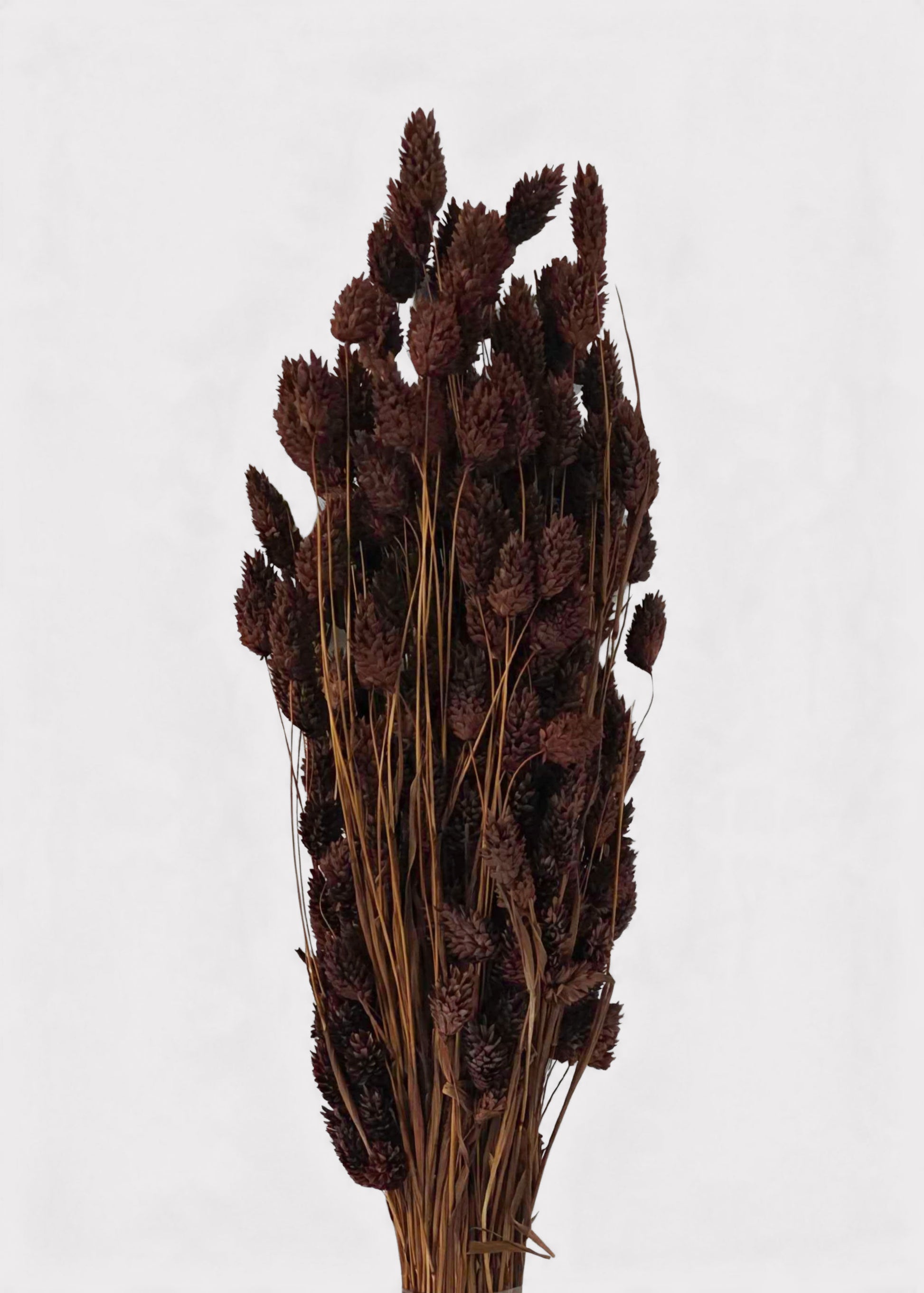 Dried Phalaris Grass Bunch in Chocolate Brown