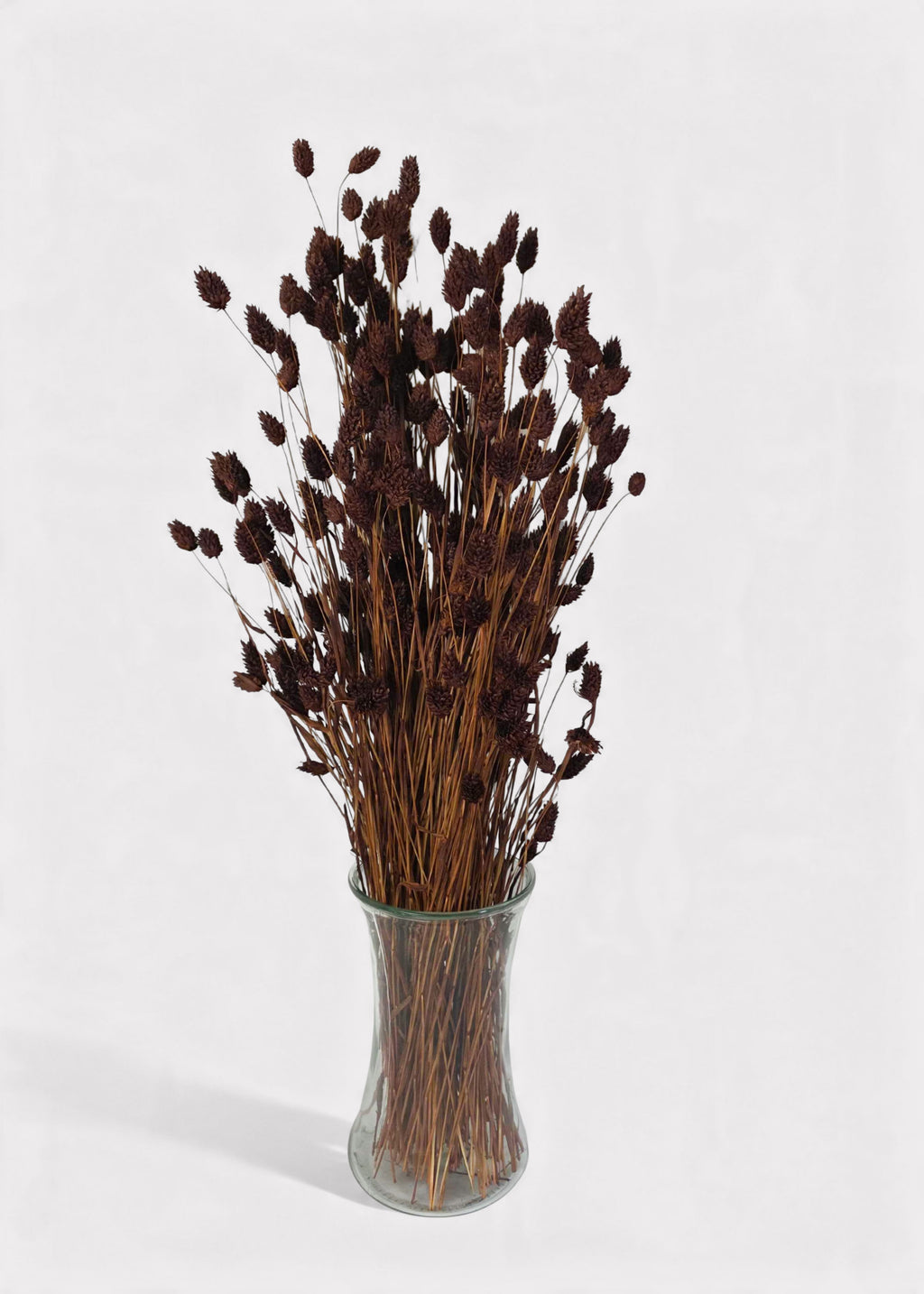 Chocolate Brown Dried Phalaris Grass Bunch in a Vase