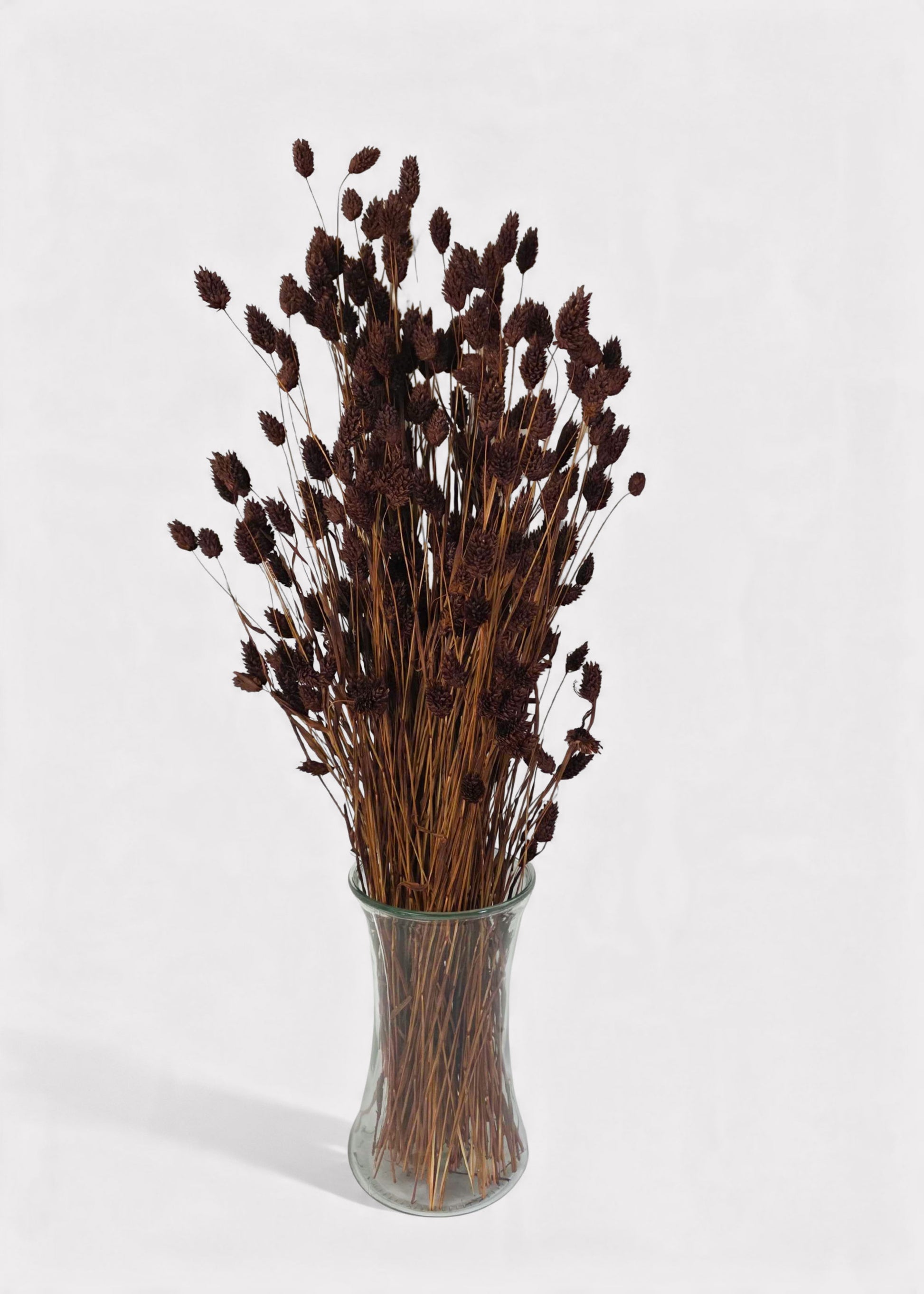 Chocolate Brown Dried Phalaris Grass Bunch in a Vase