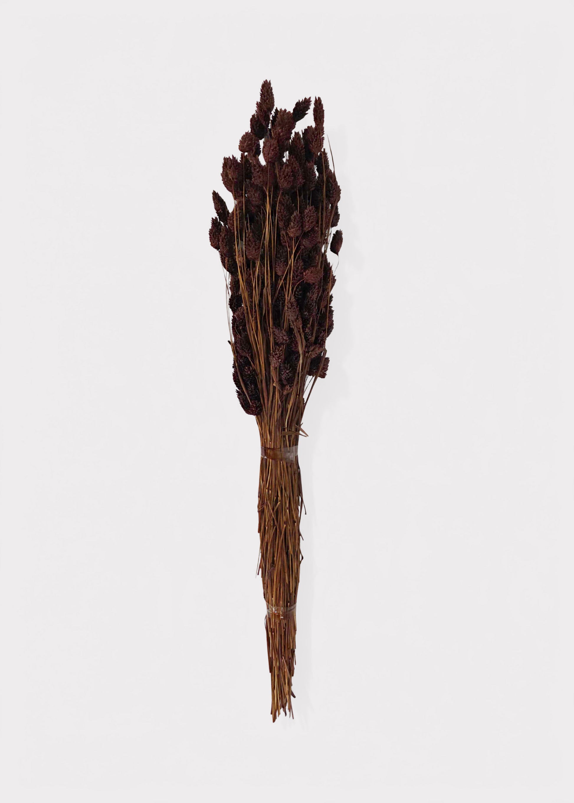 Bundle of Chocolate BrownPhalaris Grass 