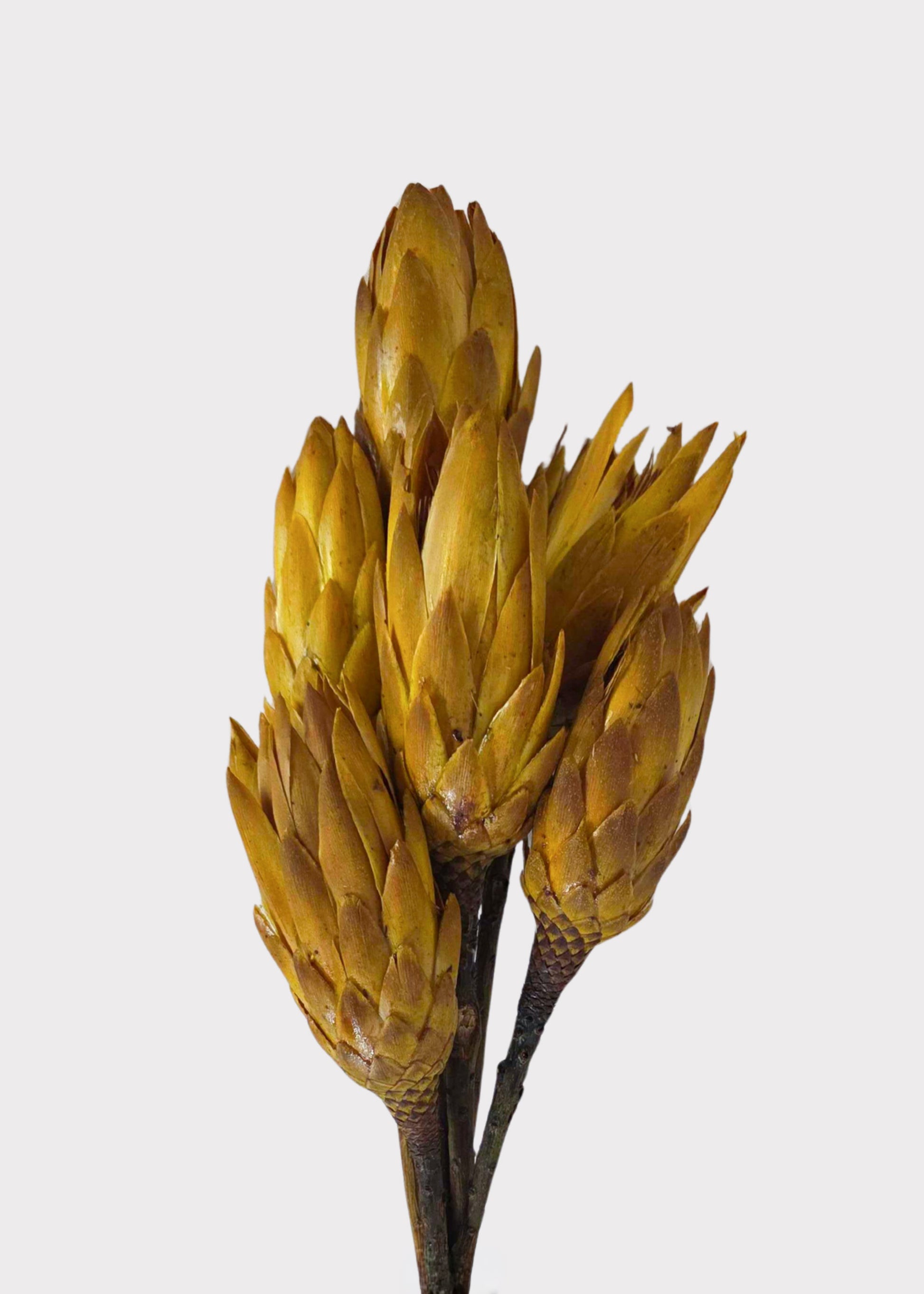 Yellow Dried Protea Repens Bundle