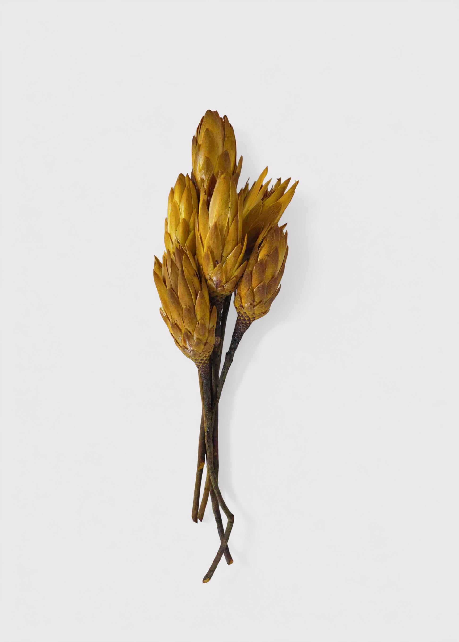 Dried Protea Repens Bundle in Yellow