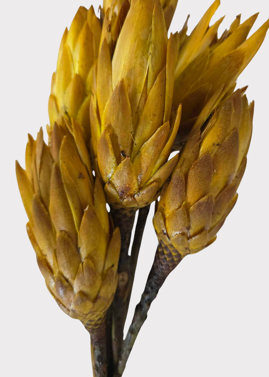 Close-up of a Yellow Dried Protea Repens Bundle