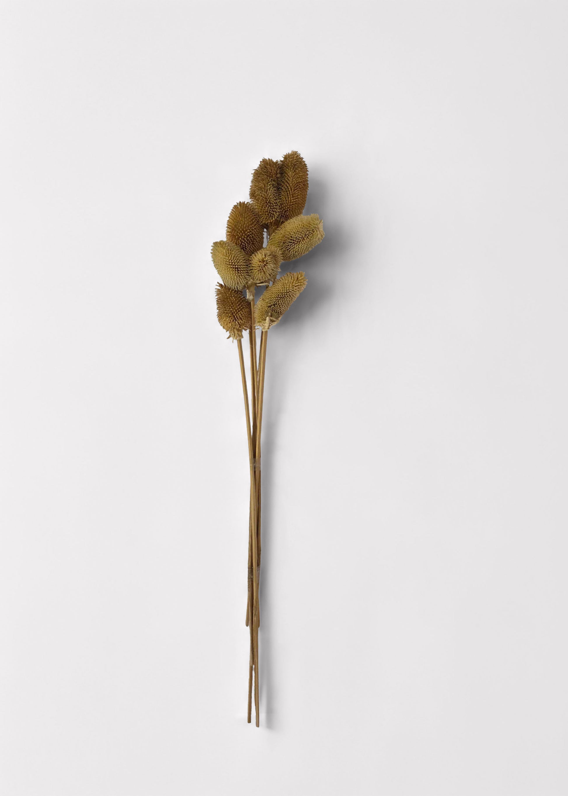 Dried Dipsacus Teasel Flower Bundle
