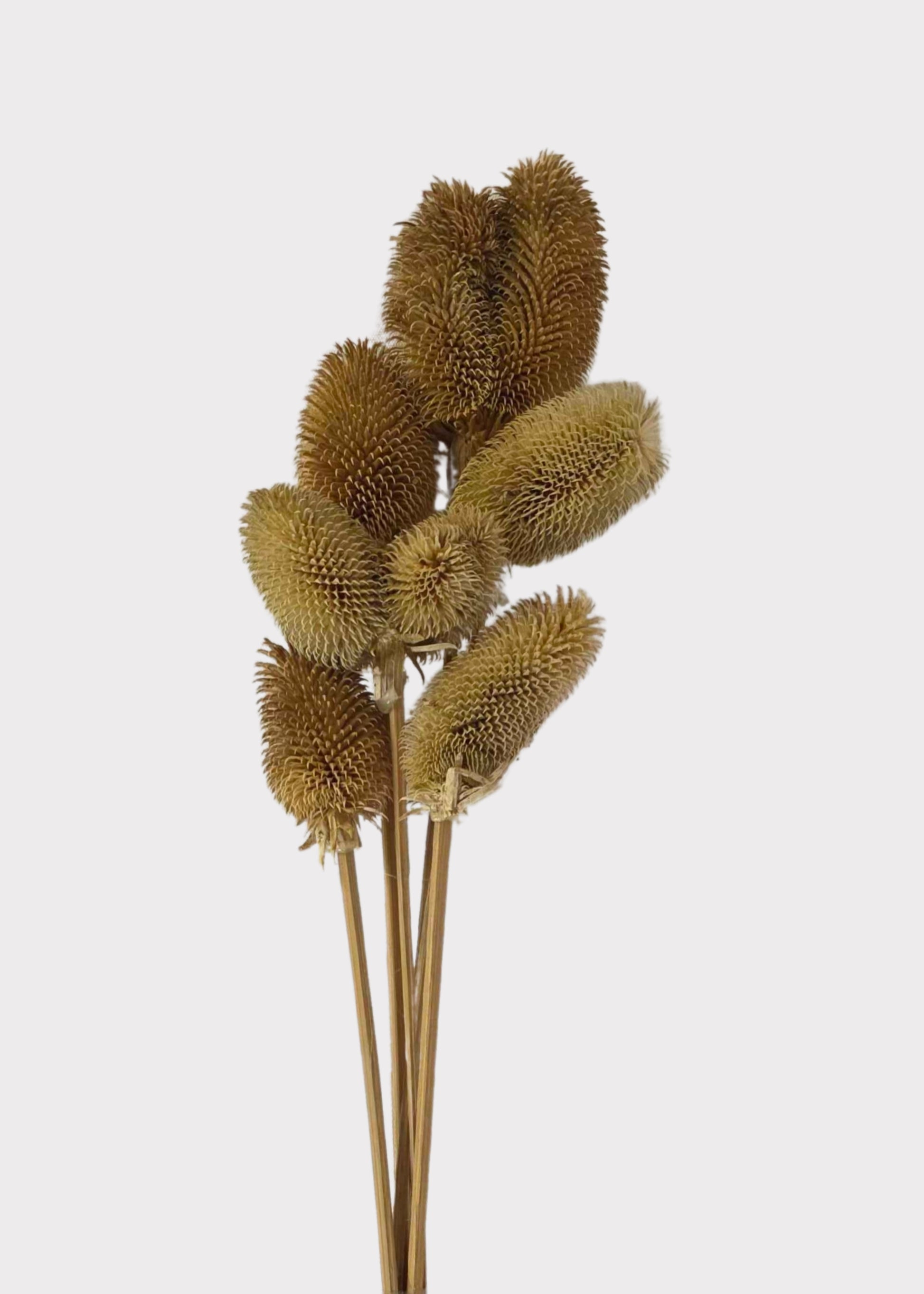 Dried Dipsacus Teasel Bundle
